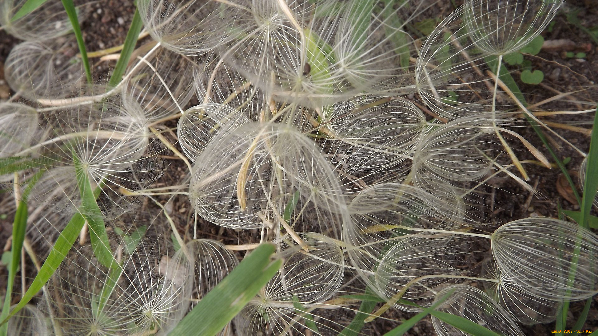 цветы, одуванчик, семена