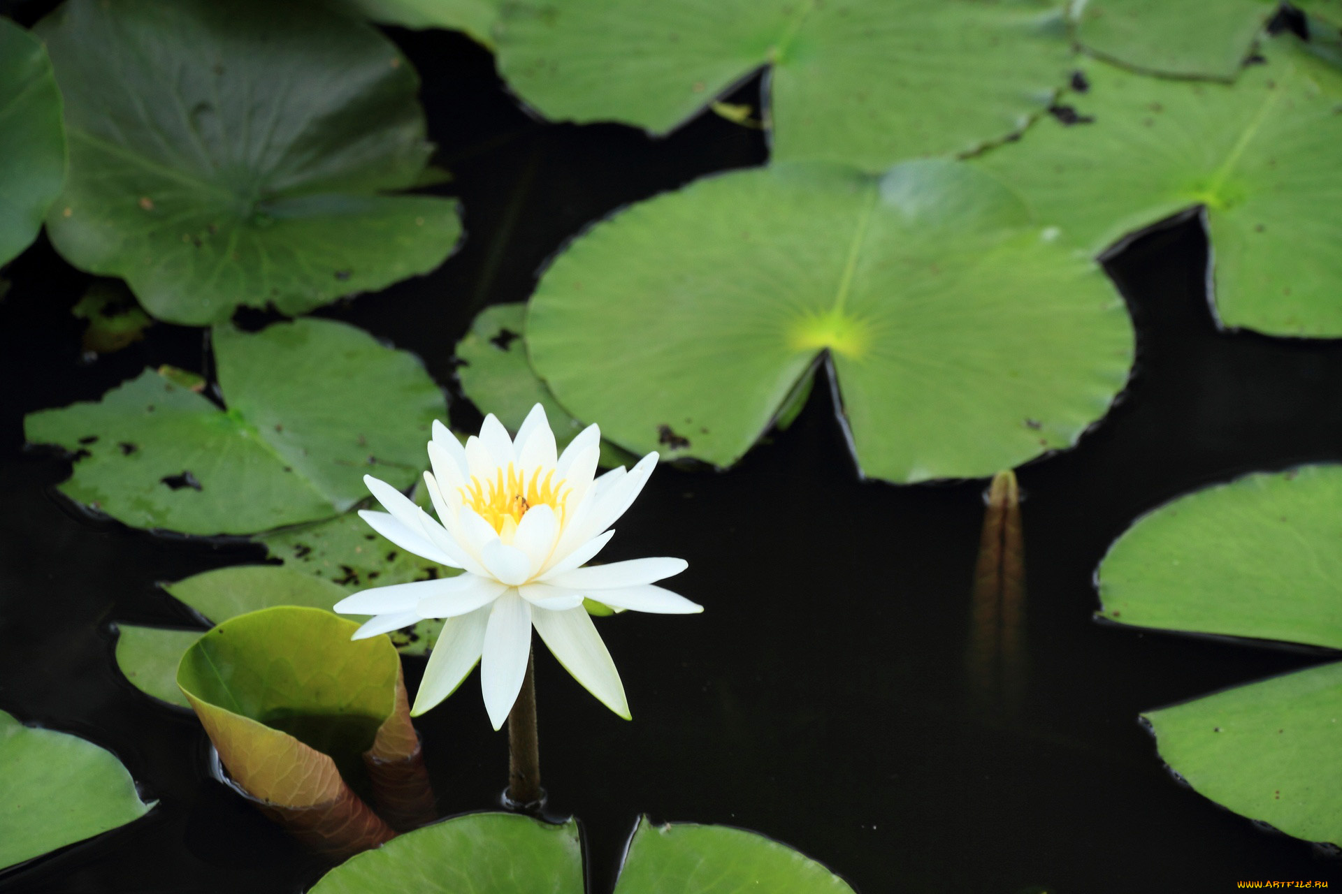 цветы, лилии, водяные, нимфеи, кувшинки, лотос