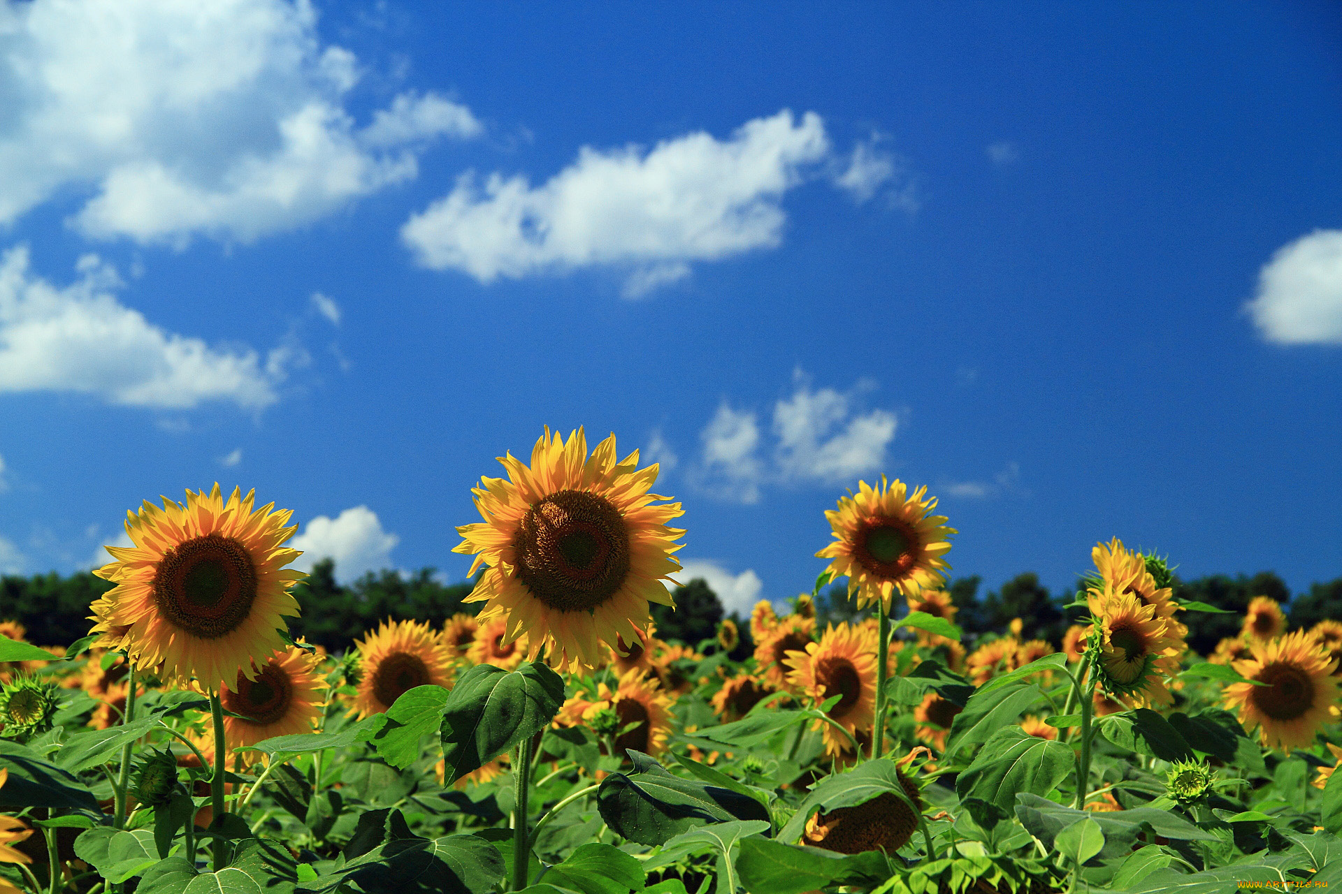 цветы, подсолнухи