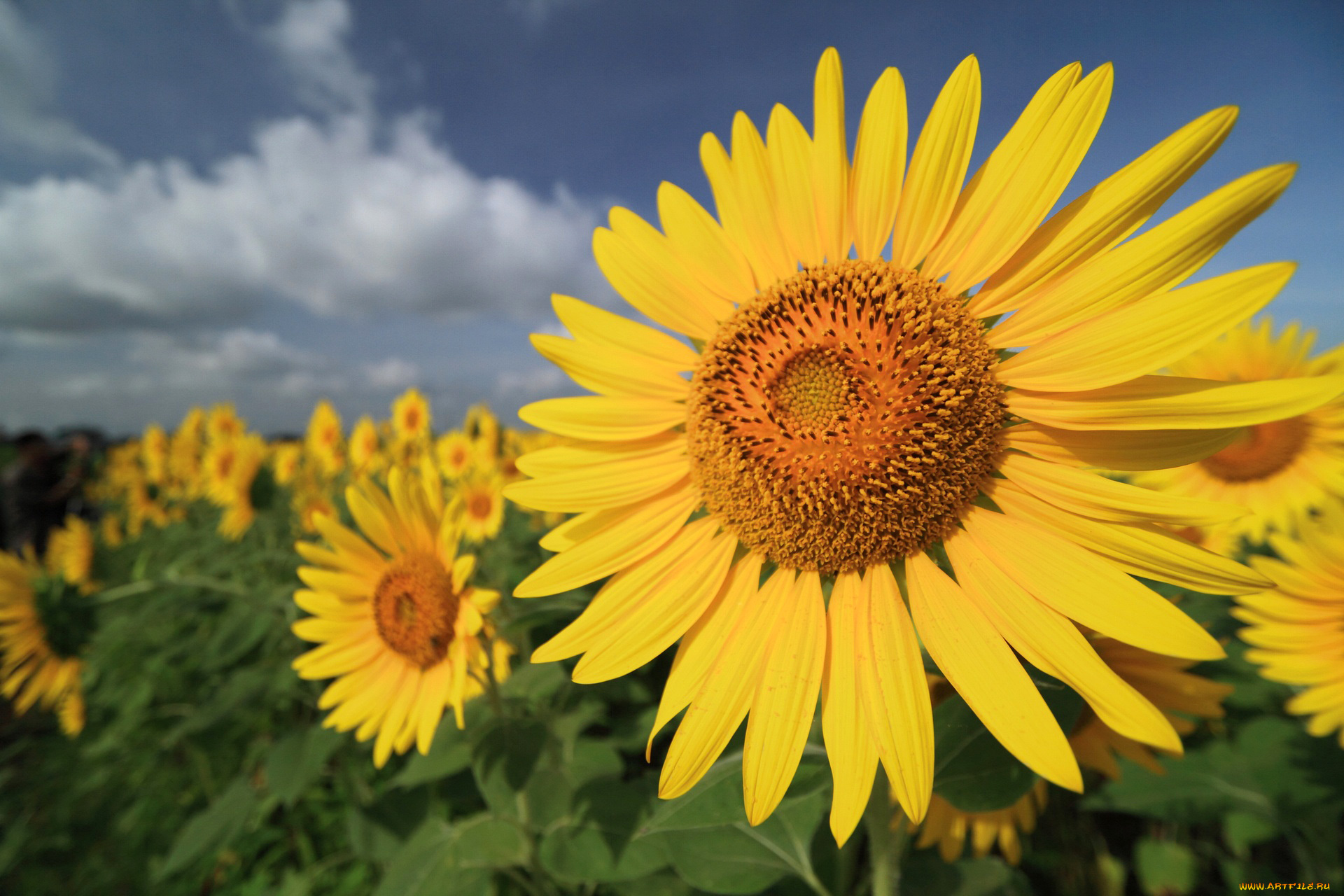 цветы, подсолнухи, подсолнух