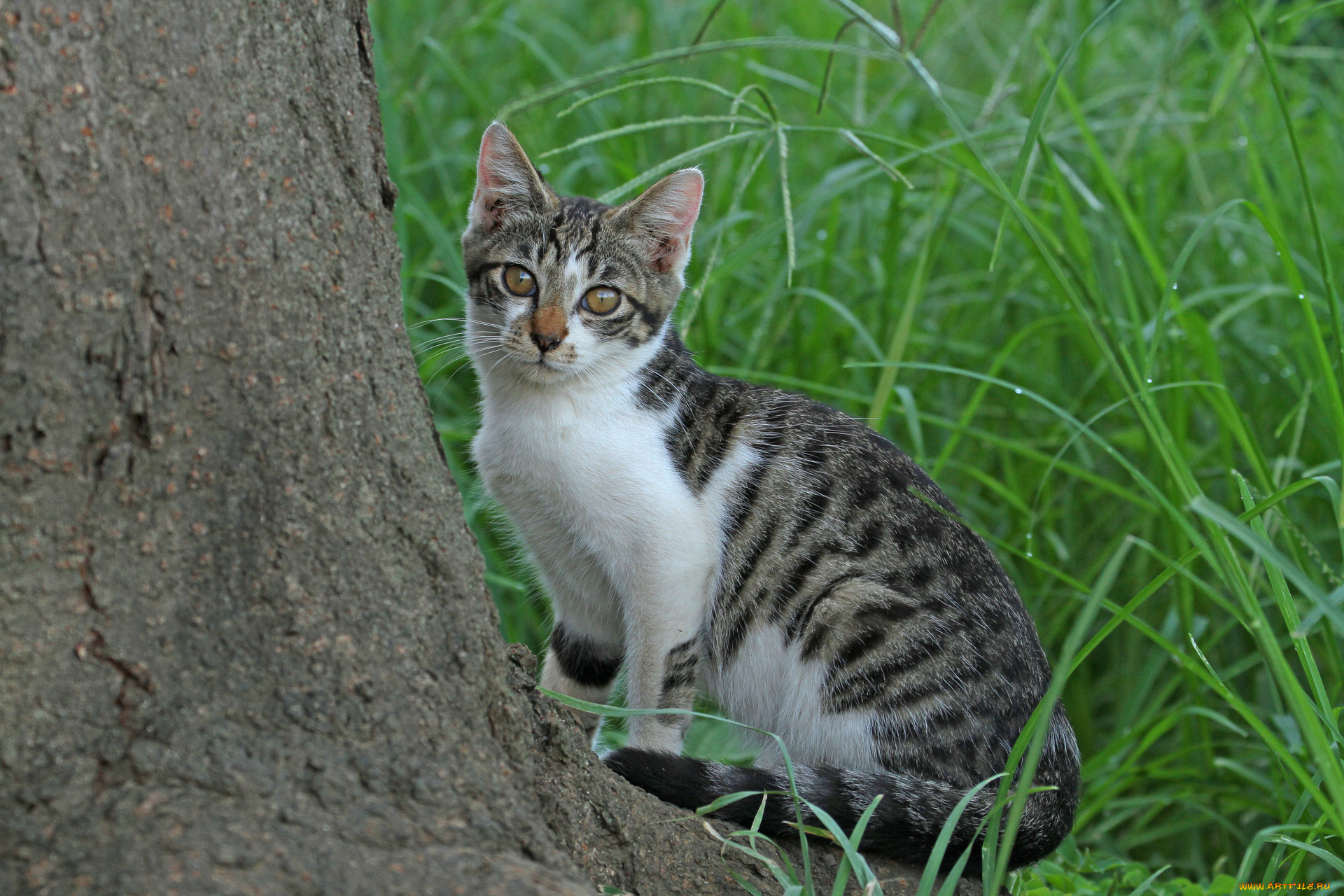 животные, коты, кот