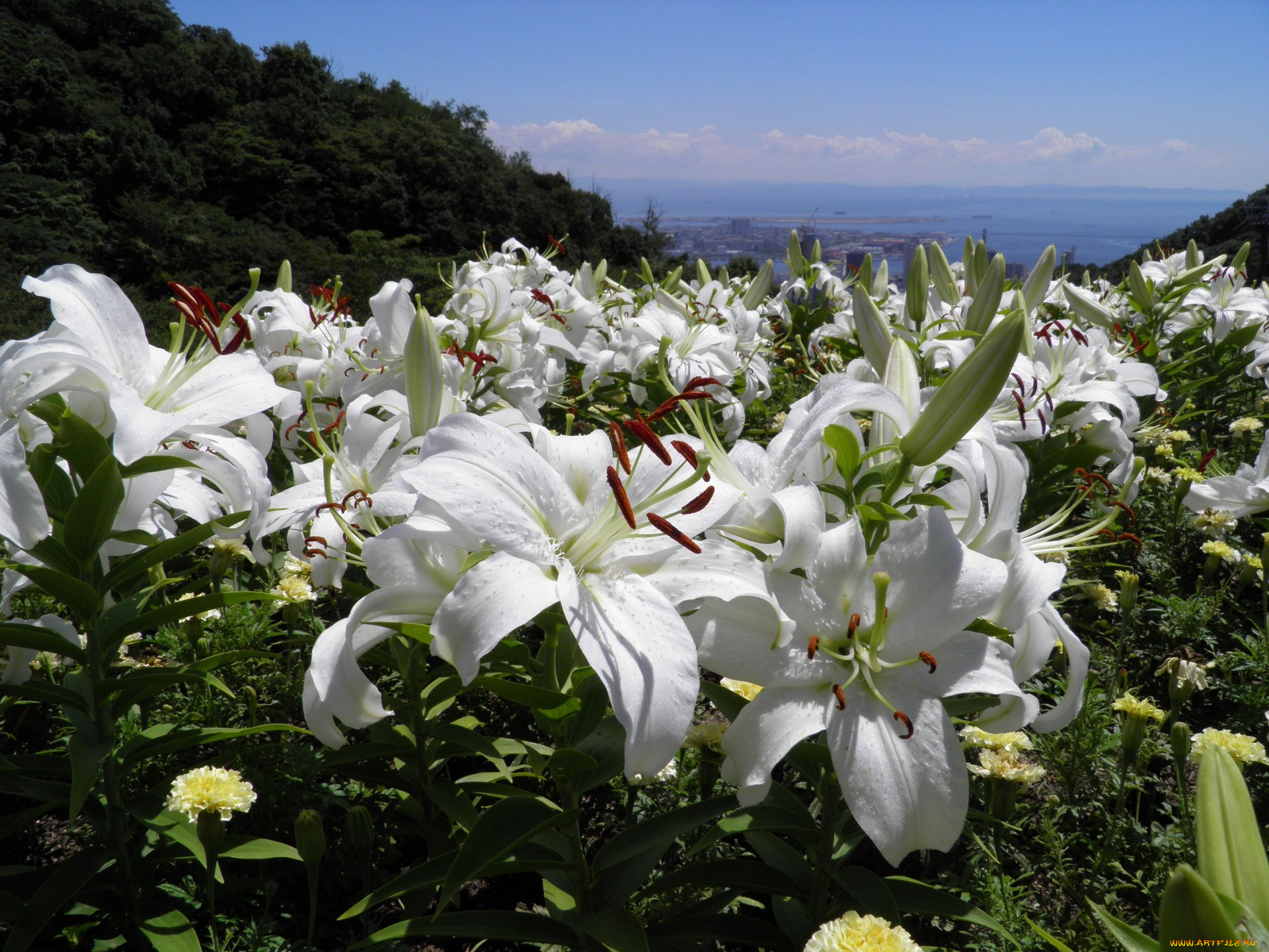 цветы, лилии, лилейники