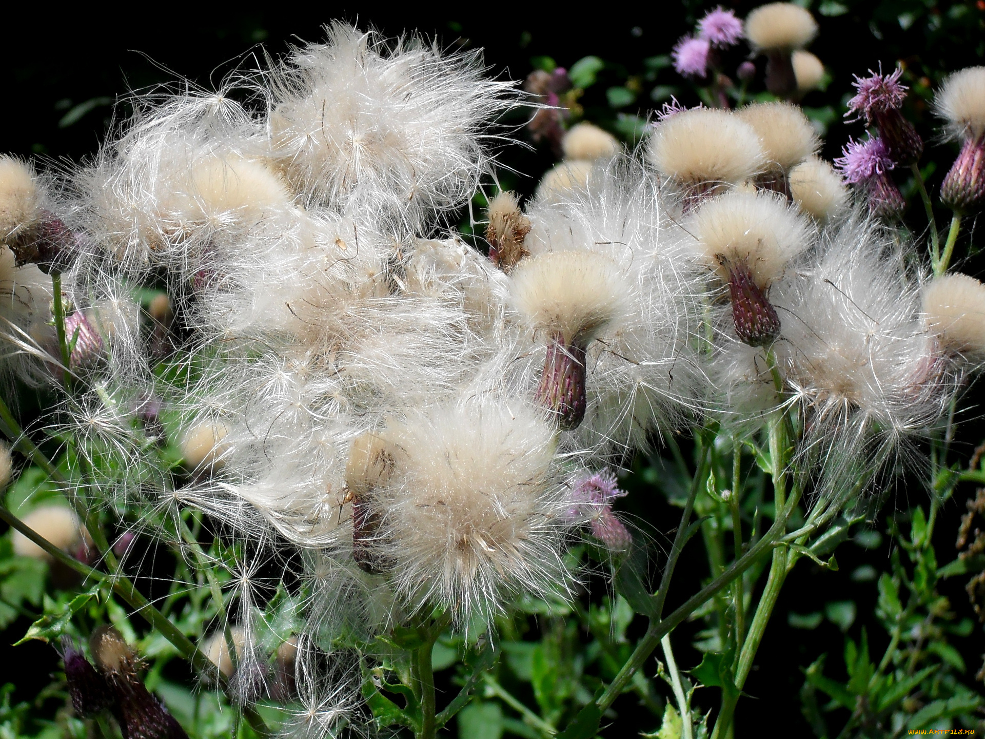 цветы, луговые, полевые, ццветы