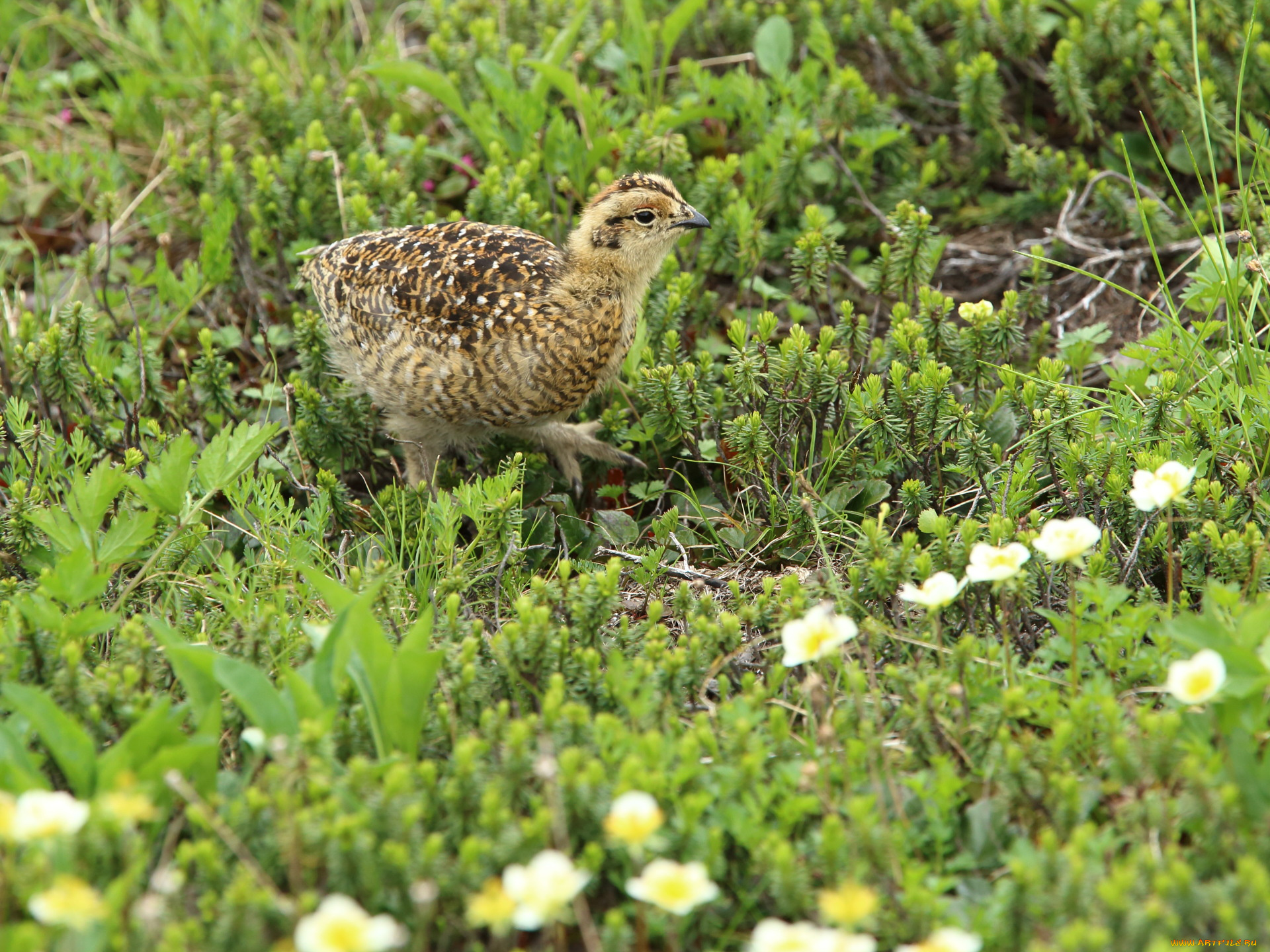 животные, куропатки, рябчики, перепела, птица