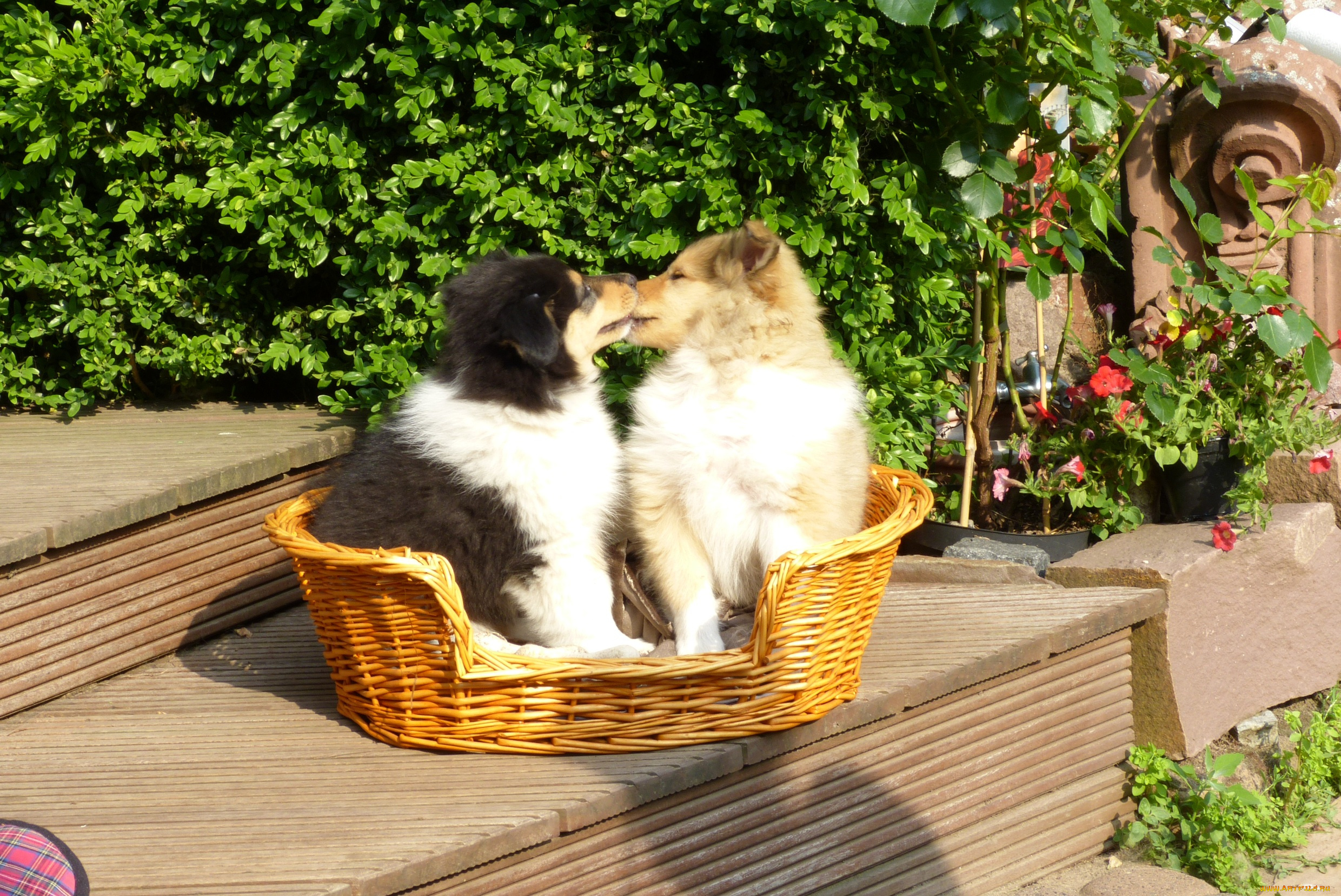 животные, собаки, щенки