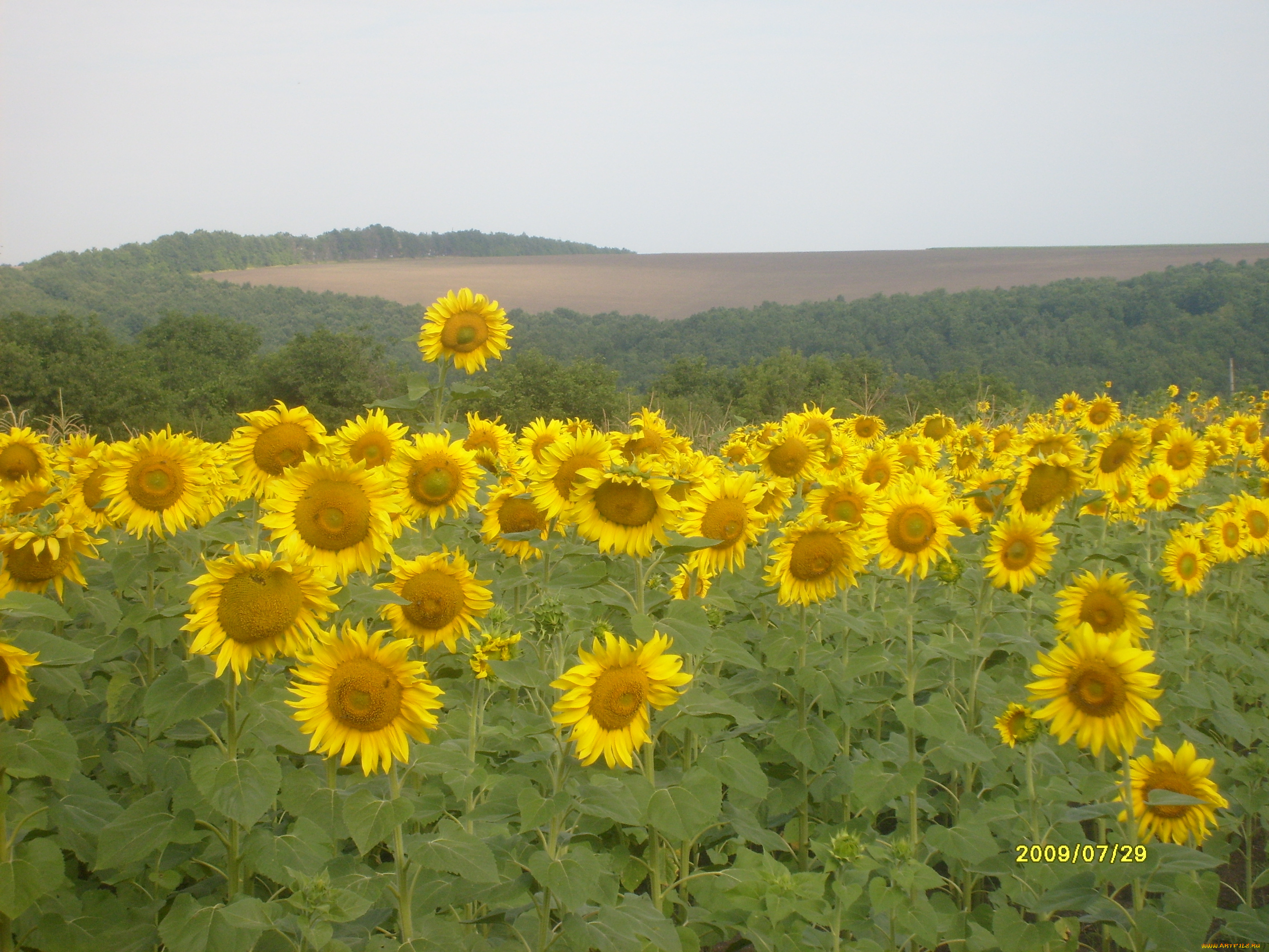 цветы, подсолнухи