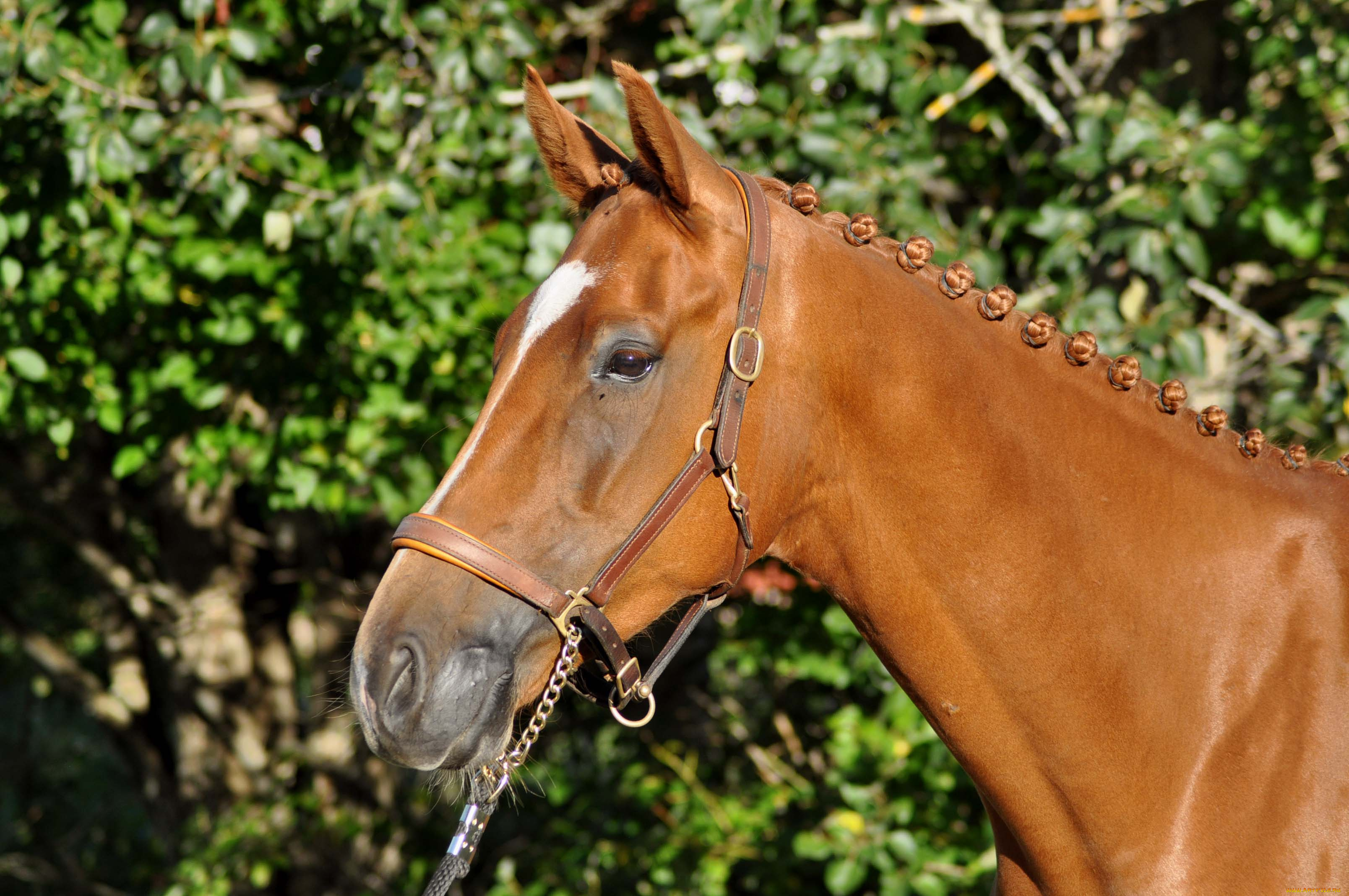 животные, лошади, лошадь