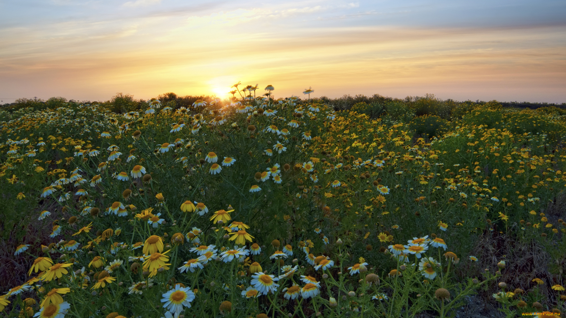 fiesta, island, dog, park, san, diego, california, природа, луга, калифорния, закат, сан-диего, ромашки, цветы