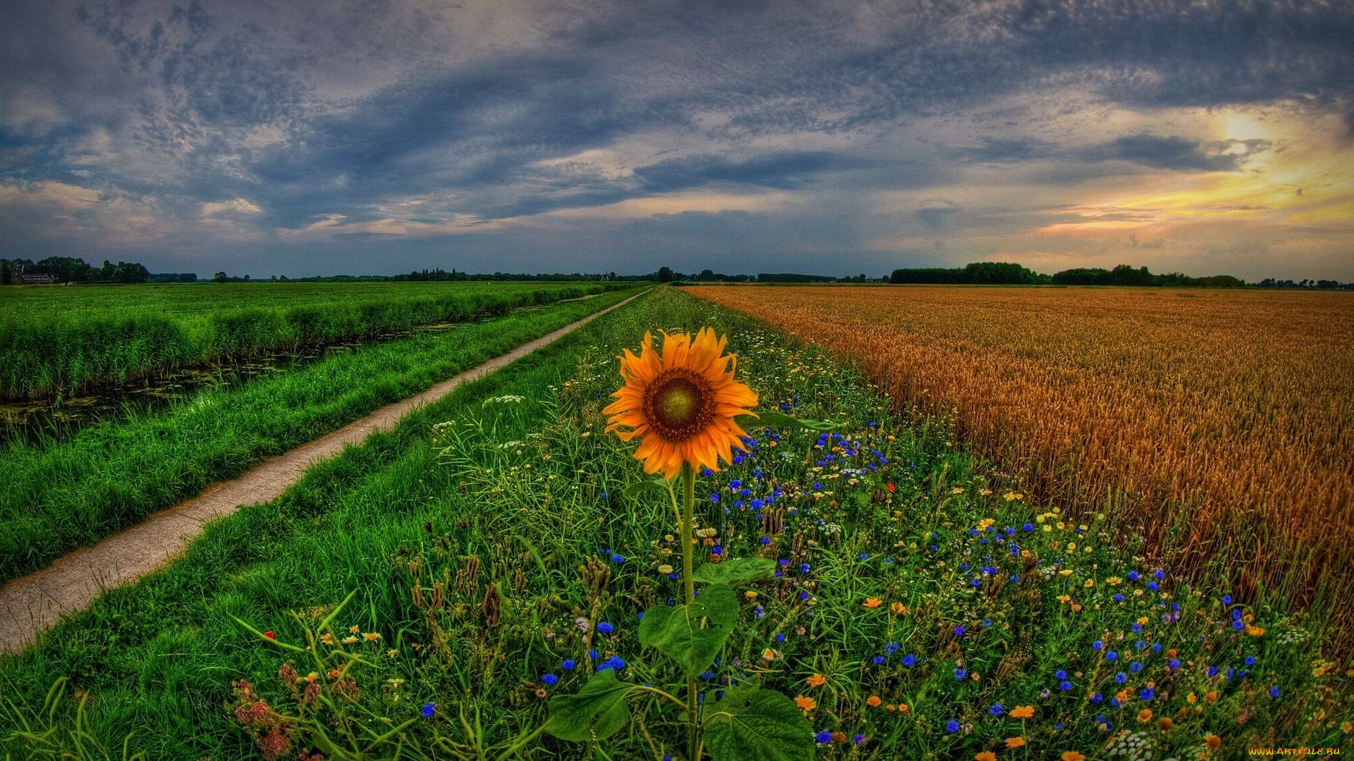 groningen, netherlands, природа, поля, гронинген, holland, цветы, подсолнух, колея, закат, голландия, нидерланды