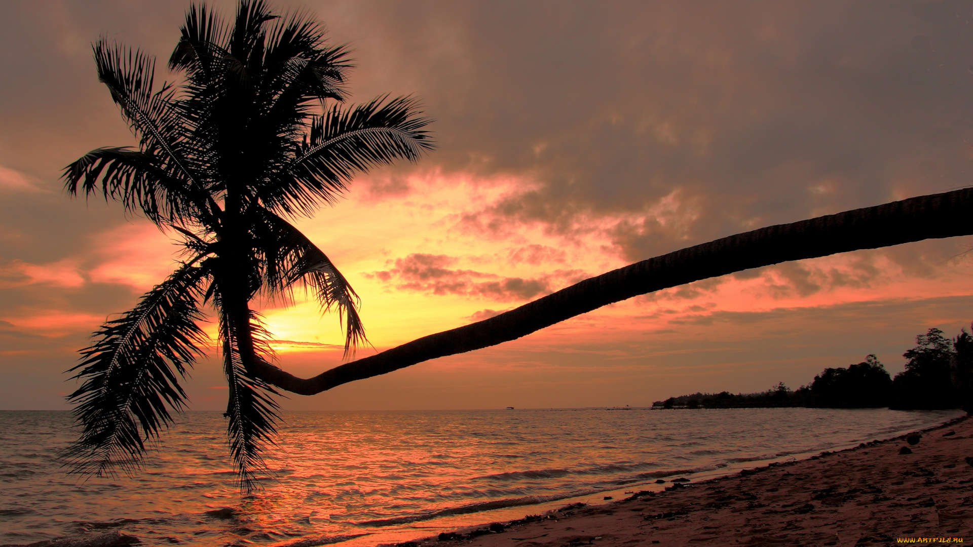 ko, phangan, tailand, природа, восходы, закаты, побережье, пляж, тайланд, gulf, of, thailand, пханган, пальма, закат, сиамский, залив