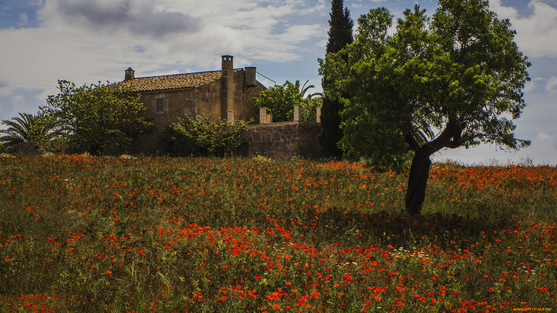 montuiri, majorca, spain, природа, луга, мальорка, монтуири, дом, дерево, маки, цветы, испания