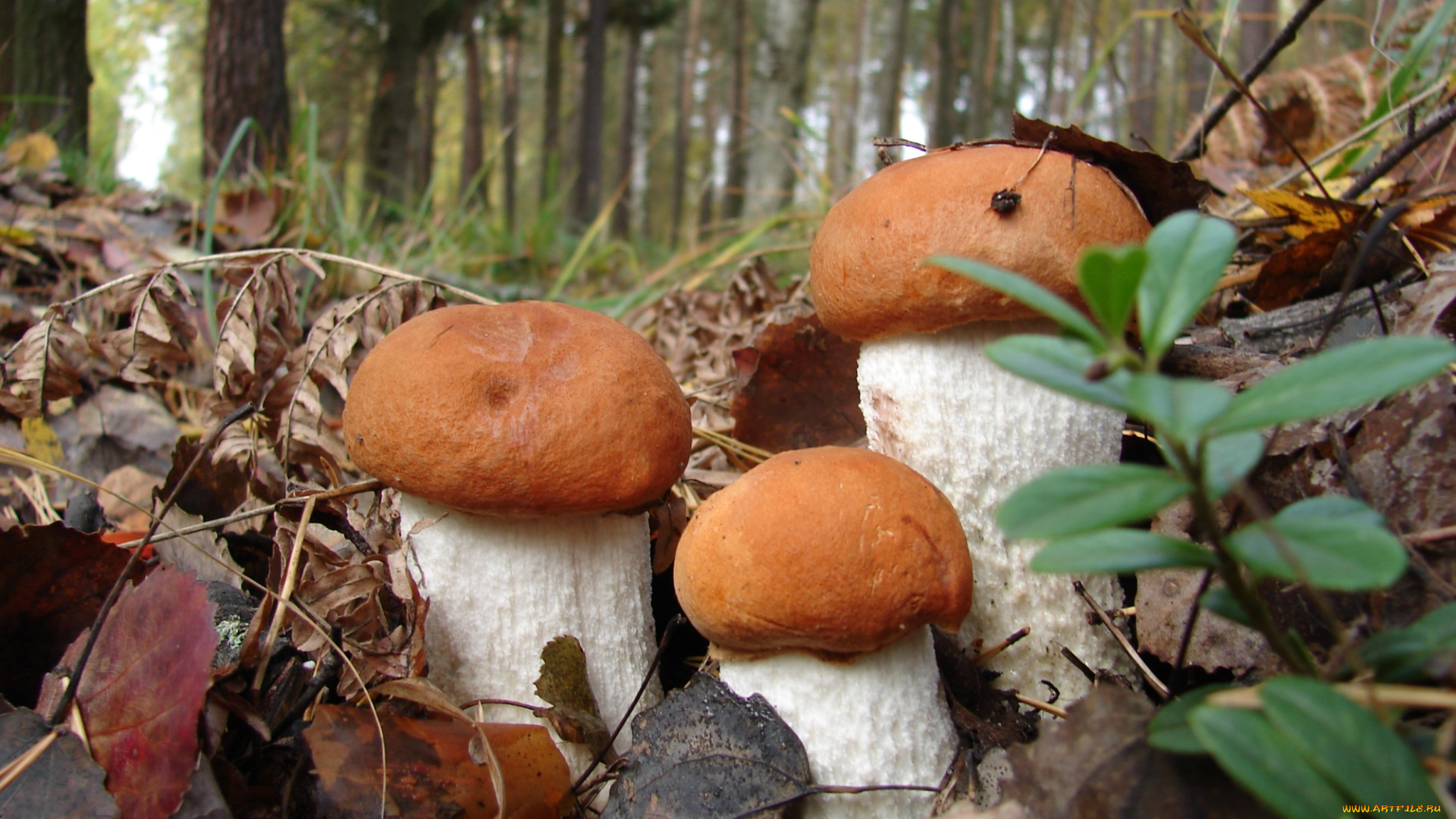 природа, грибы, боровики, трио