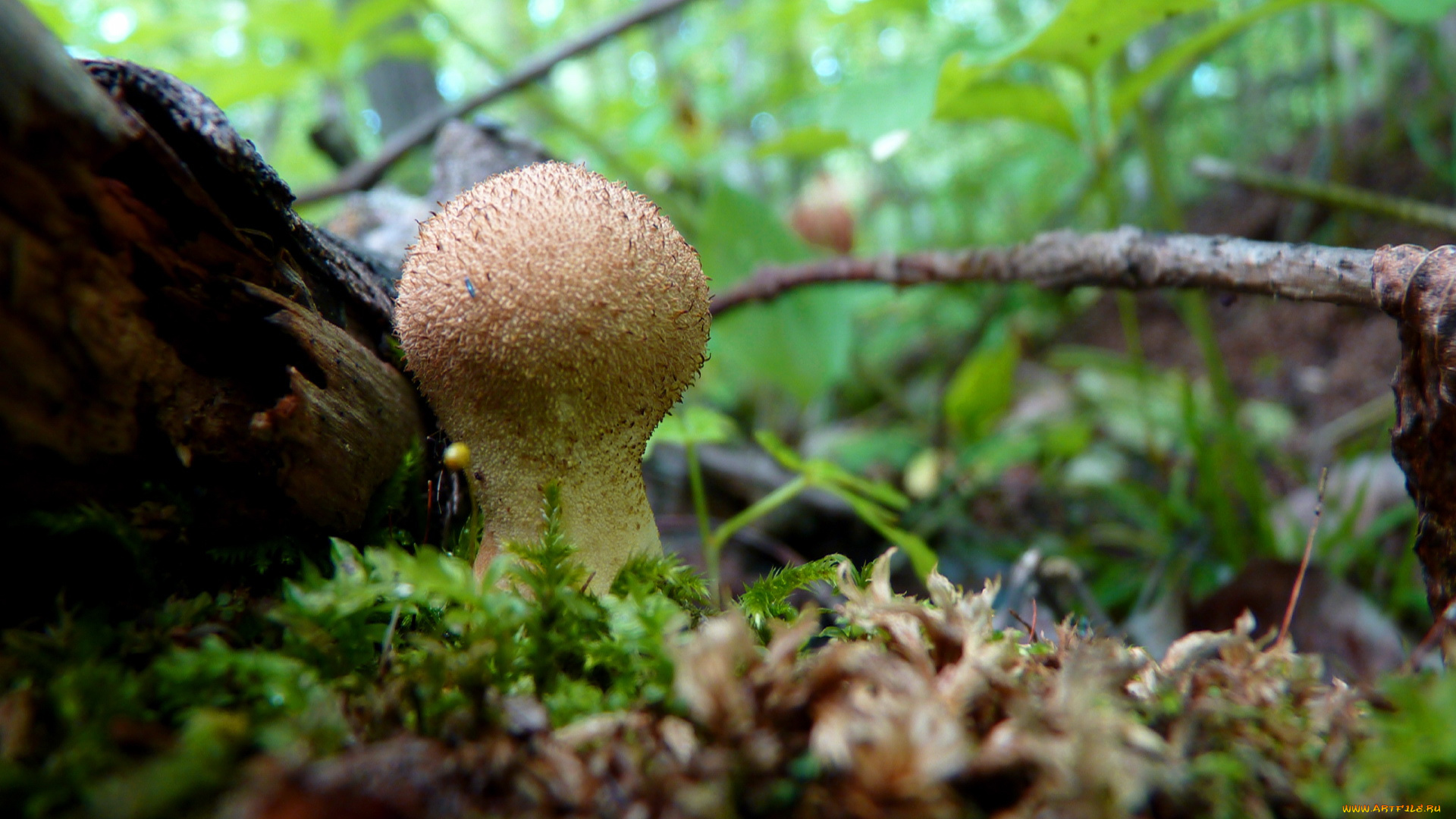 природа, грибы, гриб