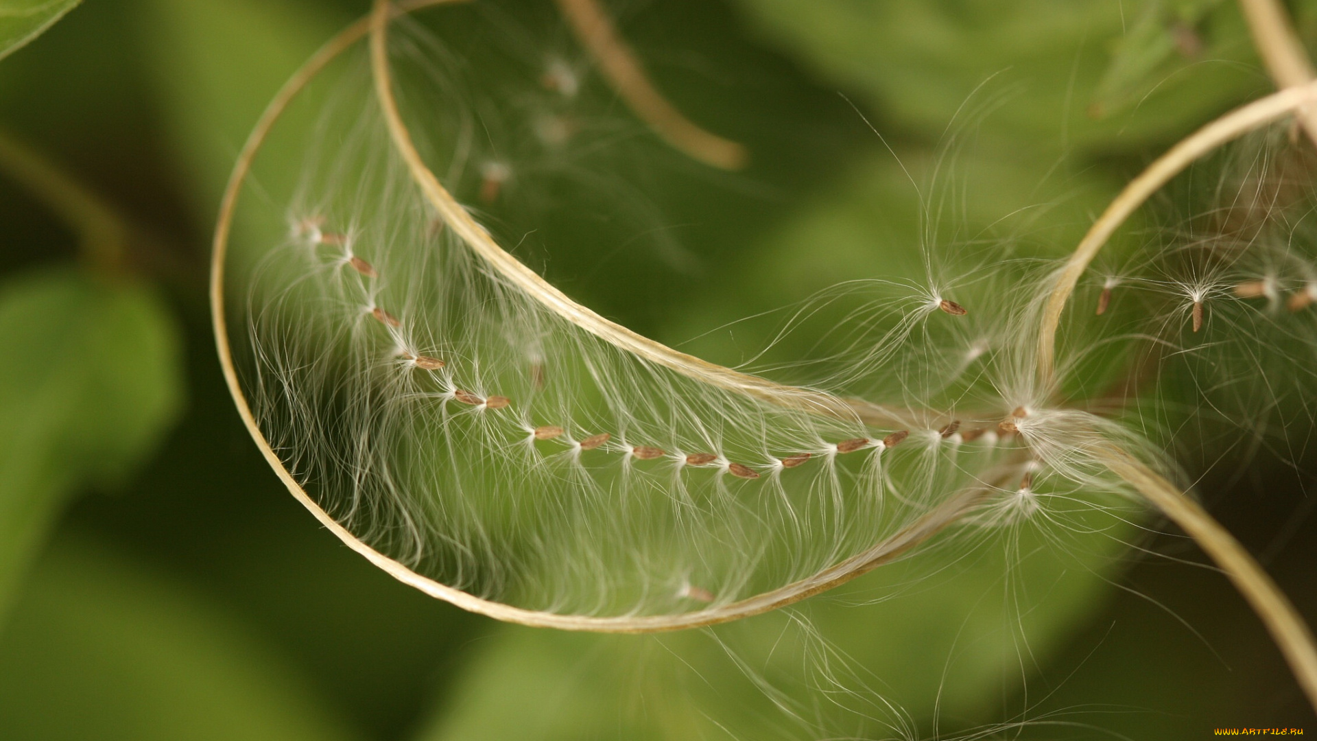 природа, макро, пушинки