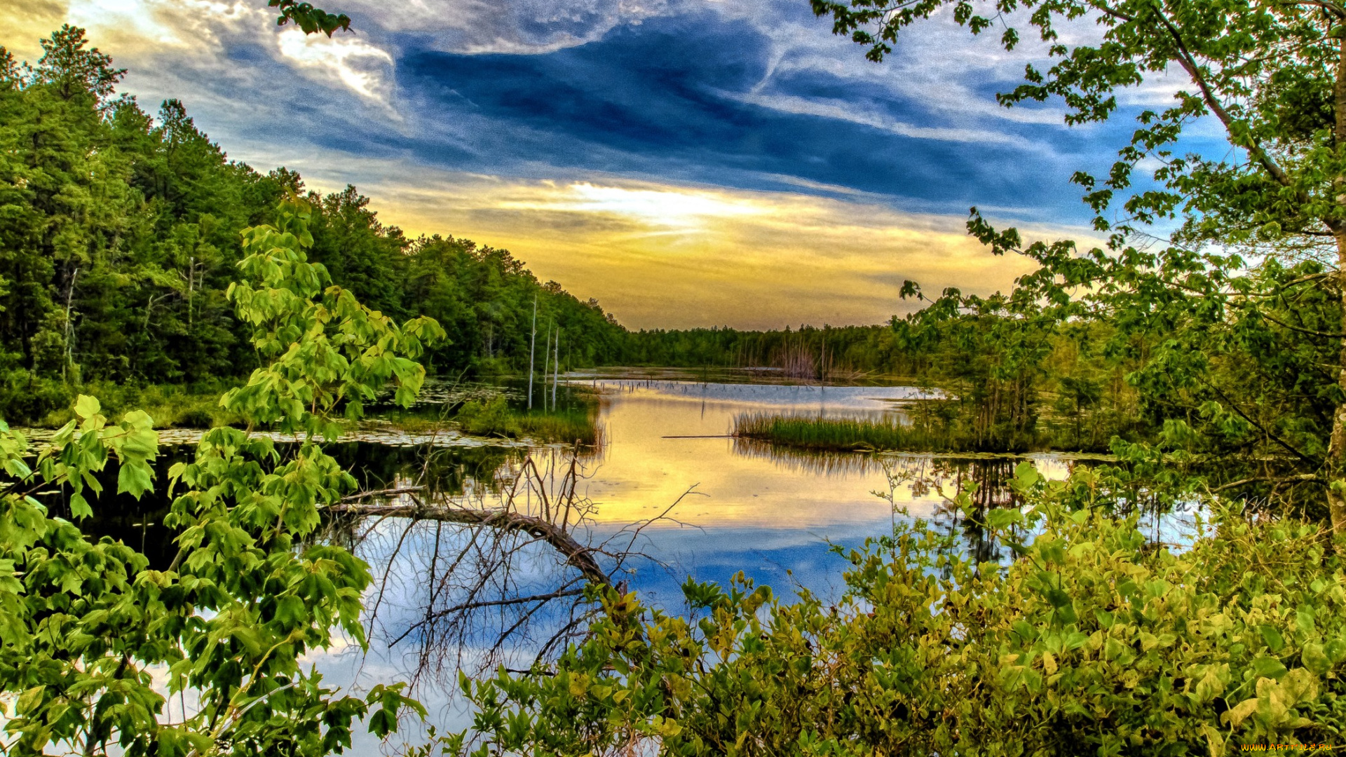 природа, реки, озера, лето, листва, ветки, река, лес