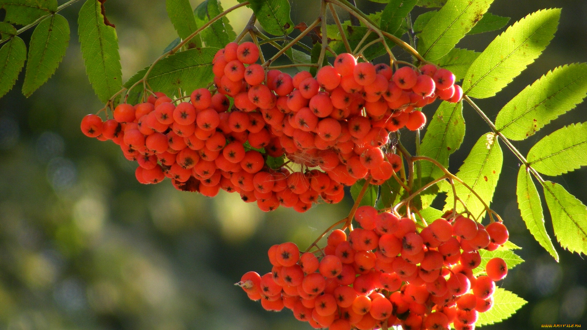 природа, Ягоды, рябина, кисть, ветка, макро