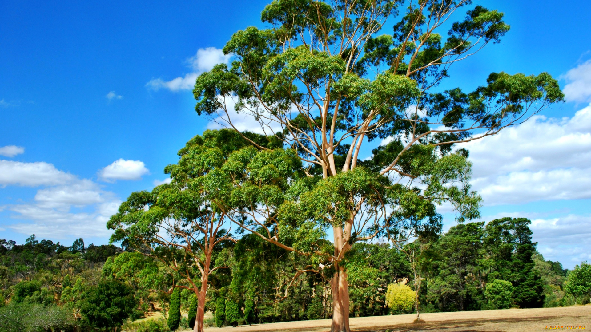 ruffey, lake, park, gum, tree, doncaster, victoria, природа, деревья, кроны, склон