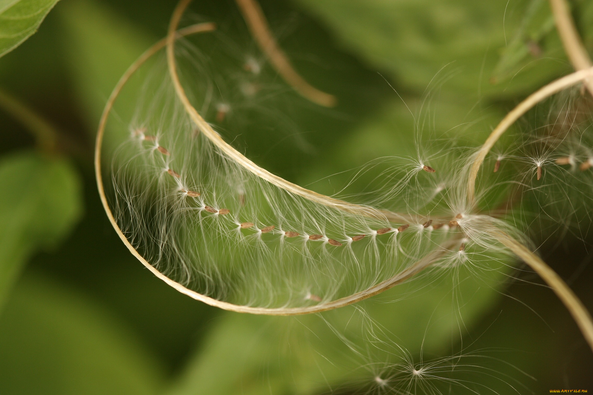 природа, макро, пушинки