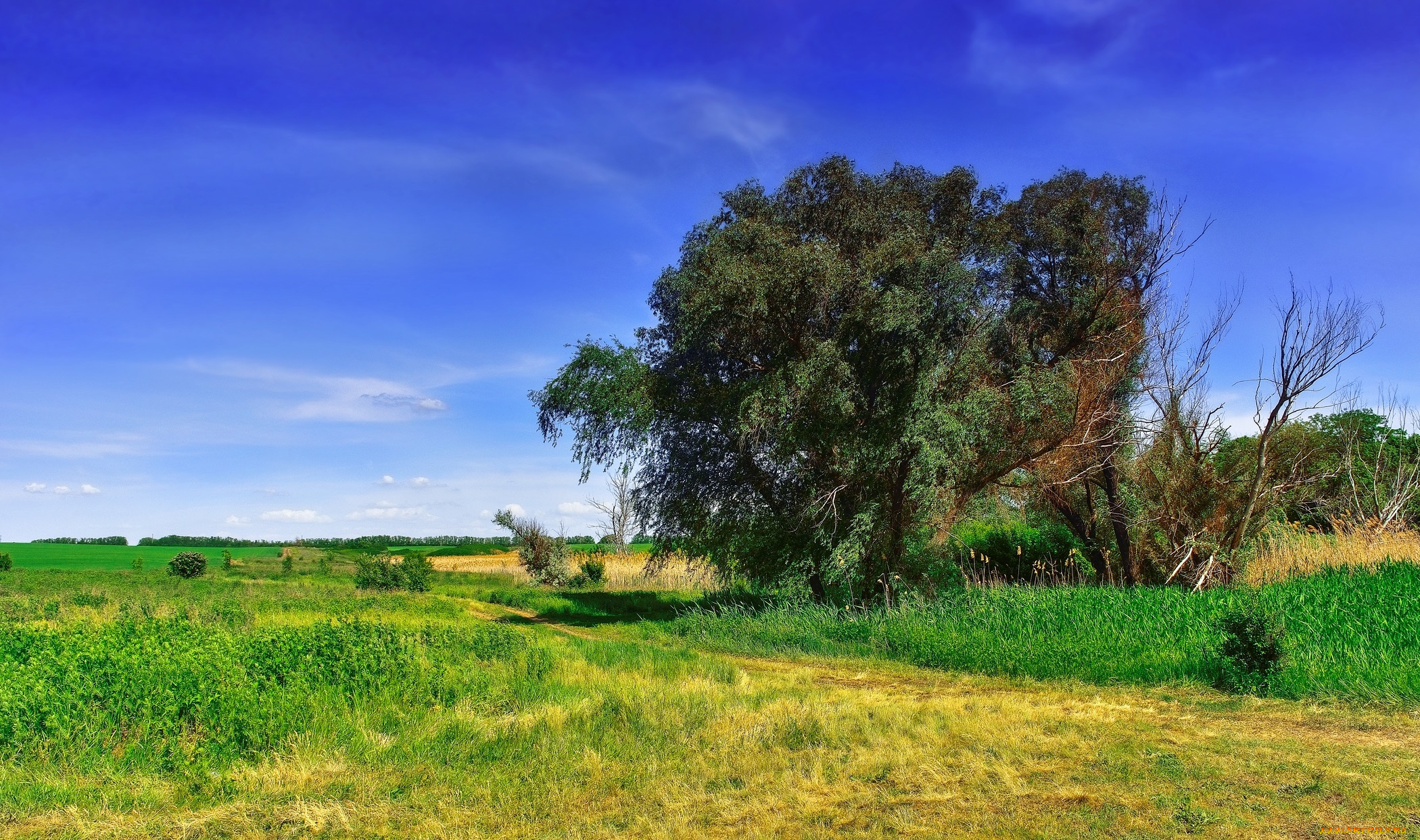 природа, дороги, лето, дорога, деревья, трава, поле