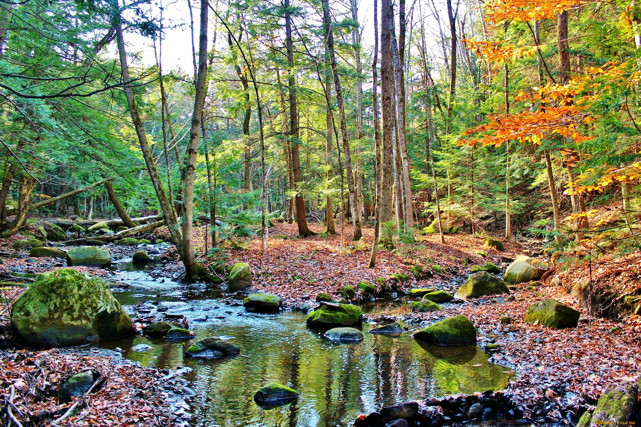 природа, лес, листва, краски, тава, ручей, осень