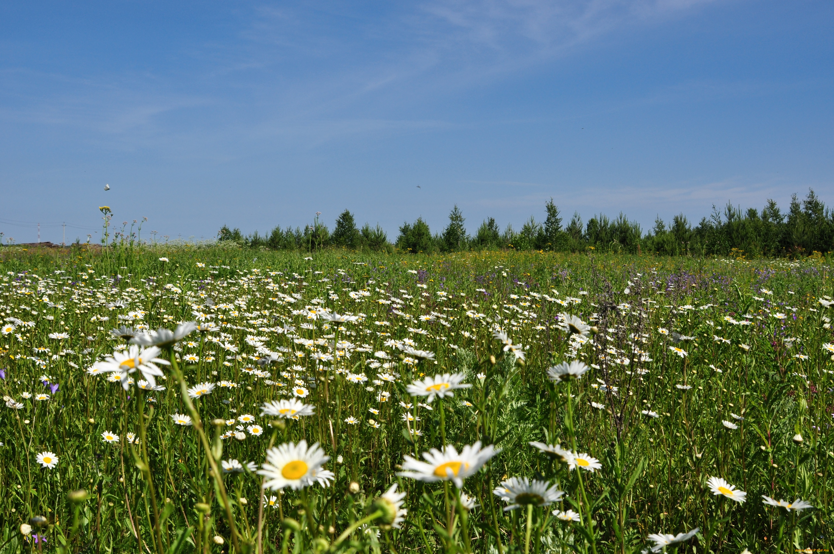 природа, луга, ромашки