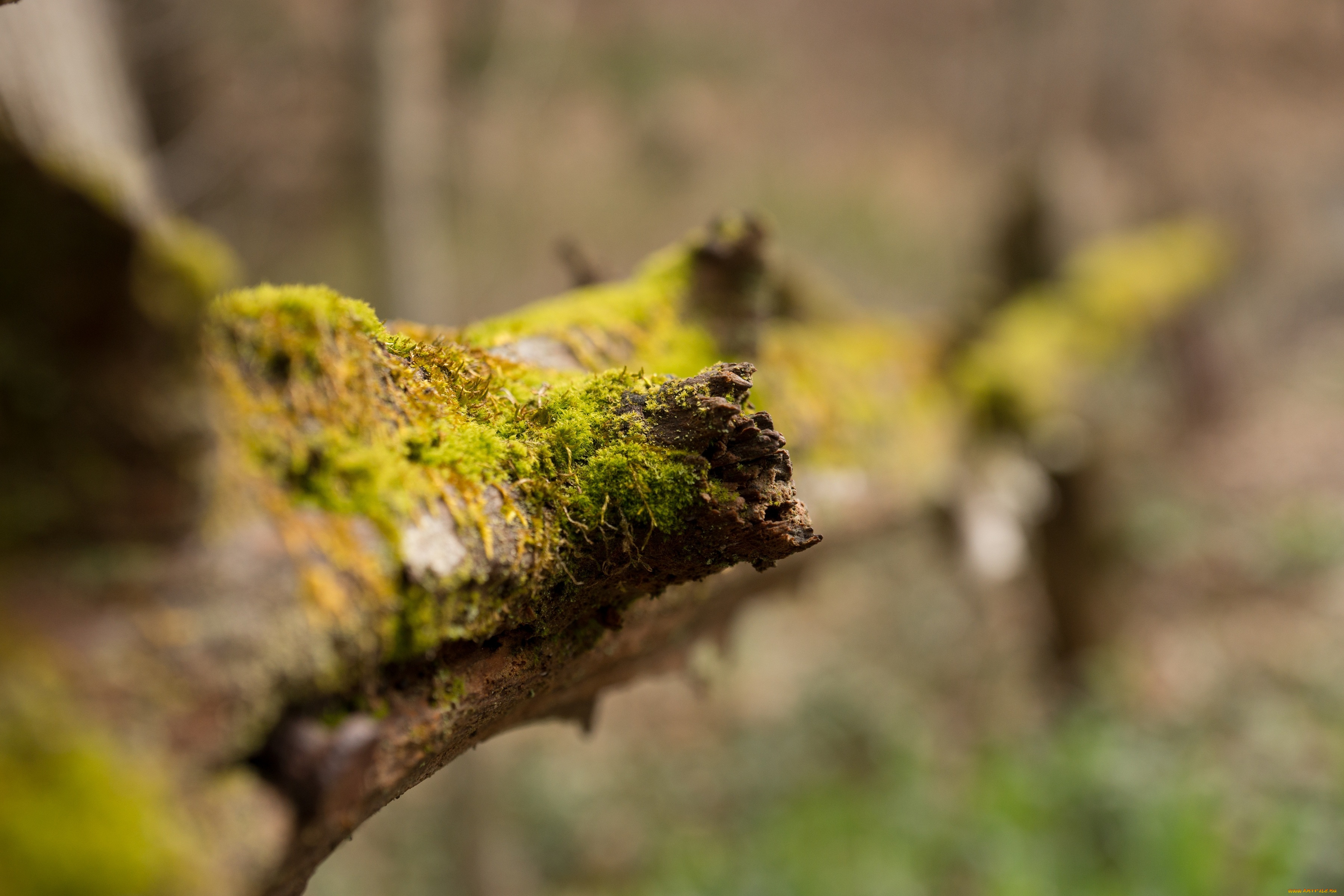 природа, макро, бревно, мох