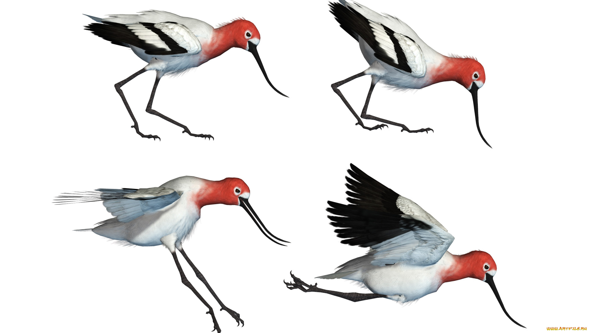 3д, графика, животные, , animals, wading, bird