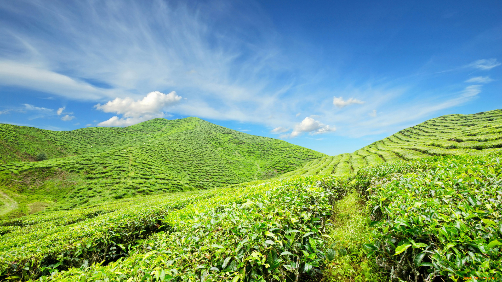 Чайная, плантация, природа, поля, небо, плантация, чай