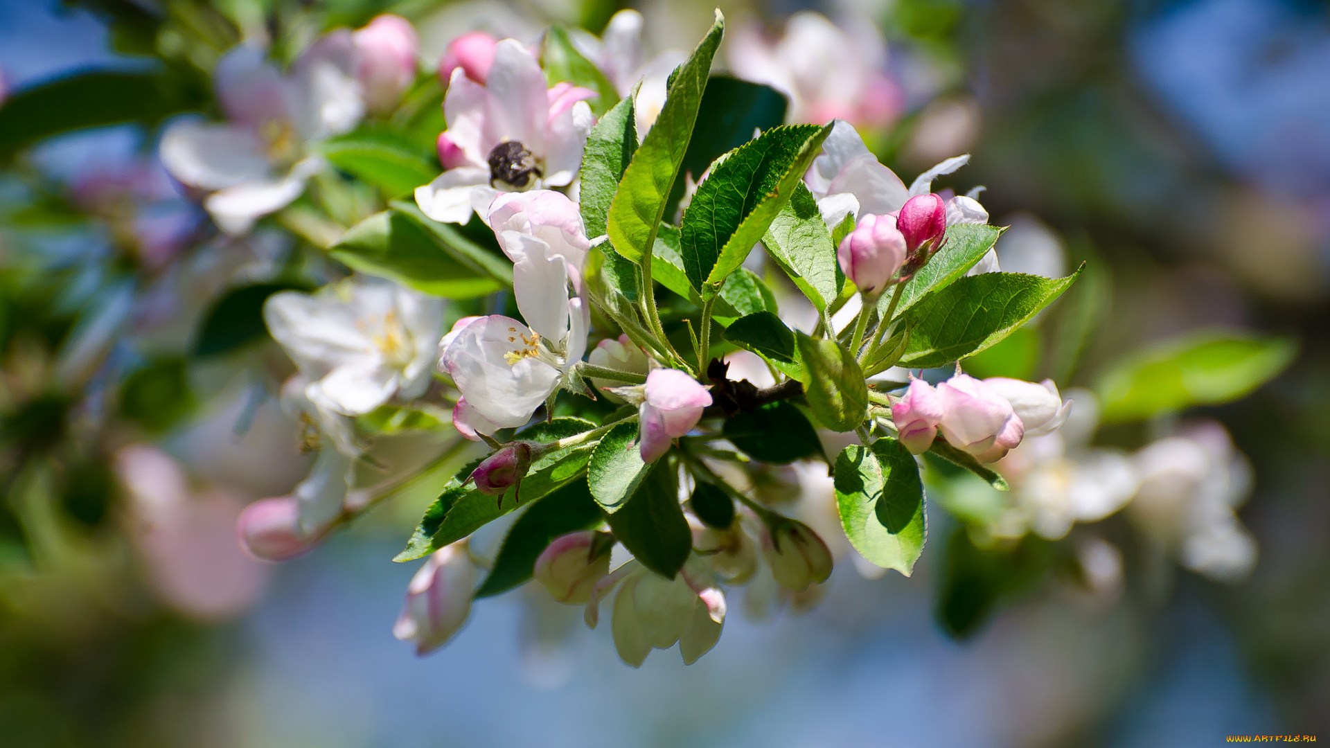цветы, цветущие, деревья, , , кустарники, ветка, листья, сливы