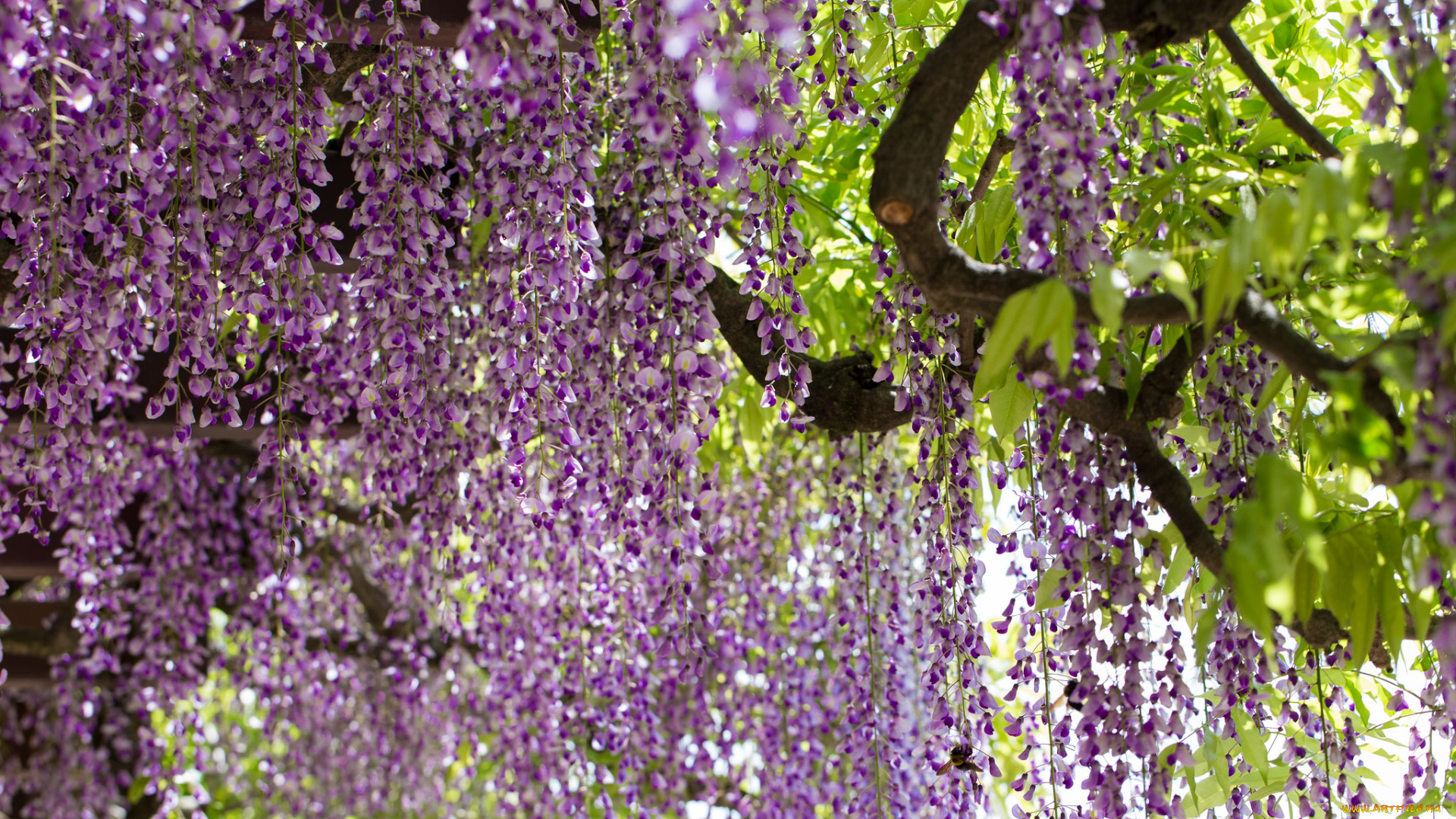 цветы, глициния, цветение