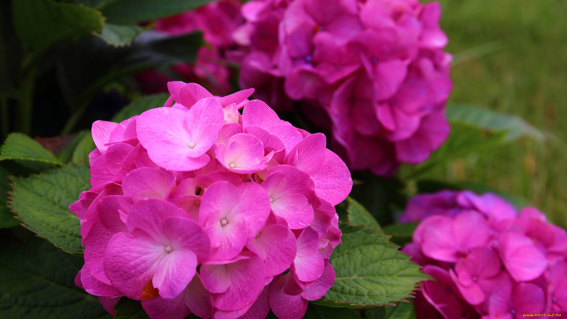 цветы, гортензия, цветение, розовая