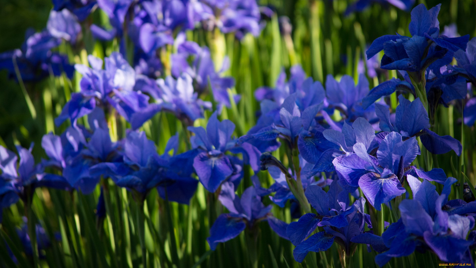 цветы, ирисы, цветение