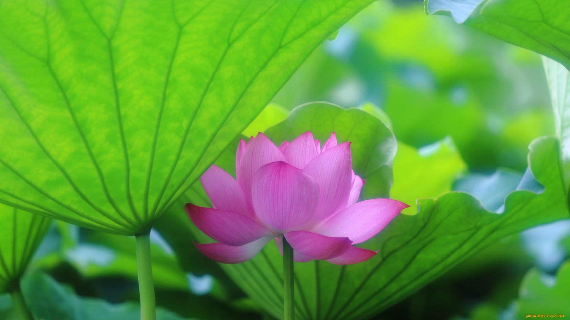 цветы, лотосы, листья, лотос, розовый