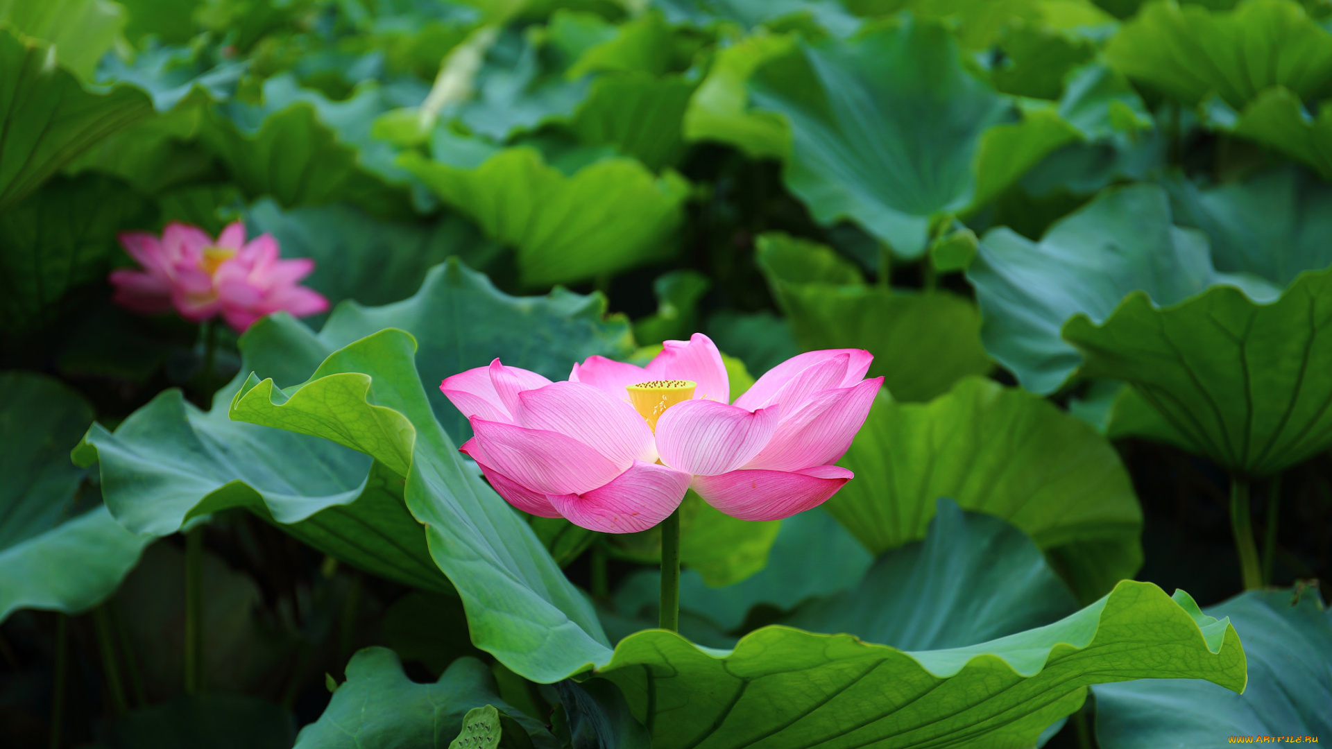 цветы, лотосы, листья, лотос, розовый