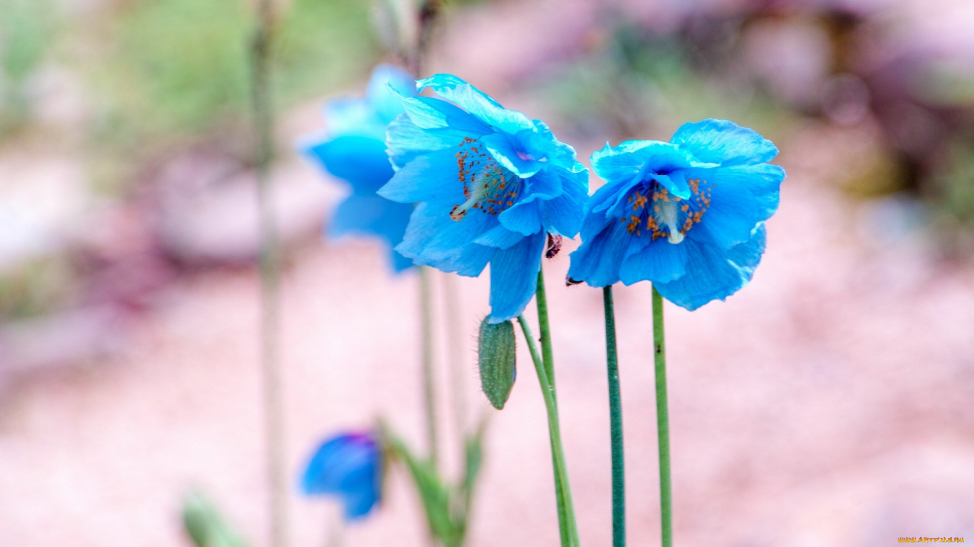 цветы, маки, голубые, meconopsis, гималайский, голубой, мак, меконопсис