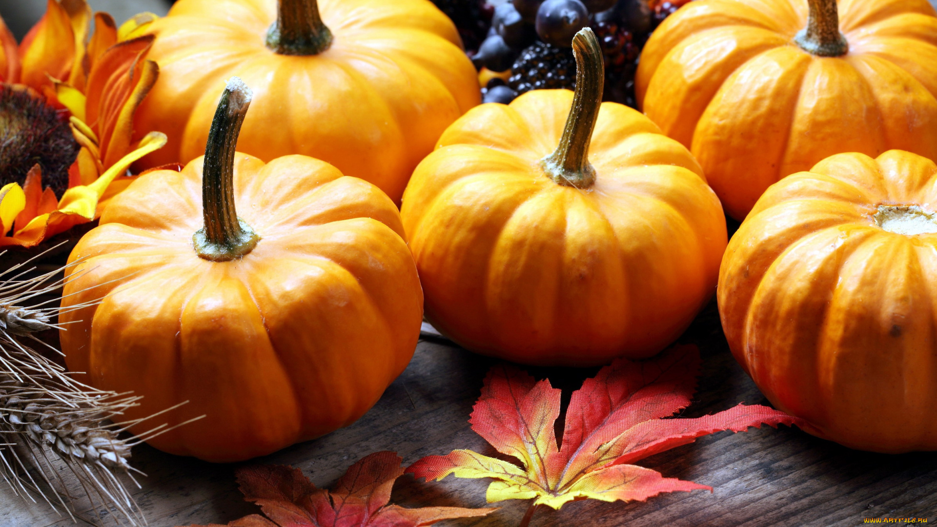 еда, тыква, урожай, осень