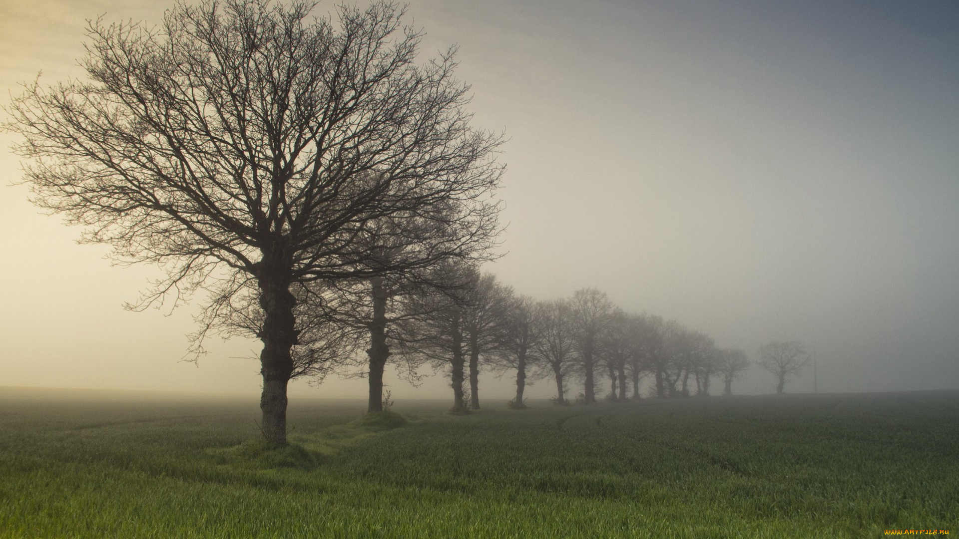 природа, деревья, туман