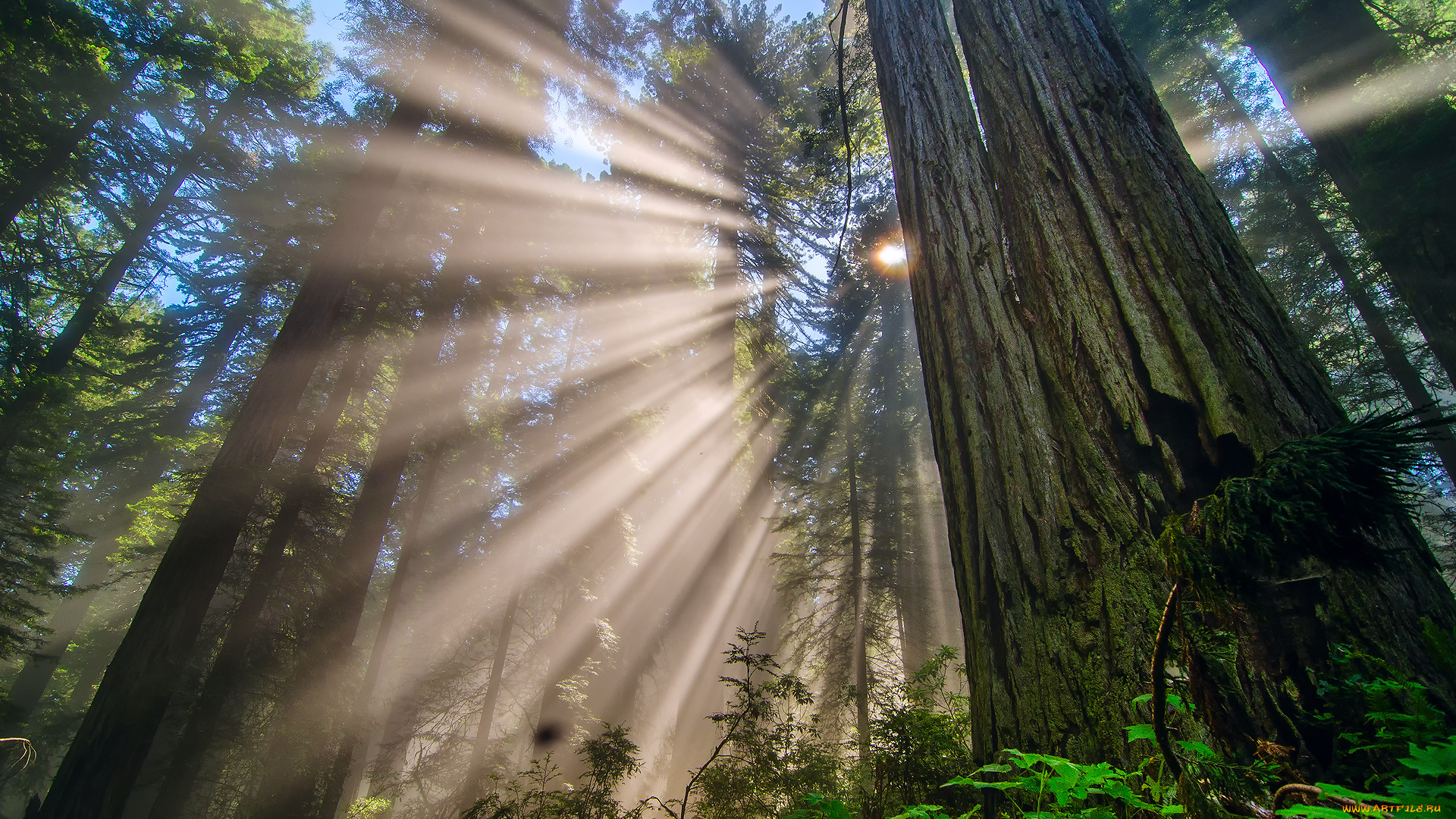 природа, лес, ветки, деревья, сша, калифорния, лучи, солнце, свет, национальный, парк, редвуд