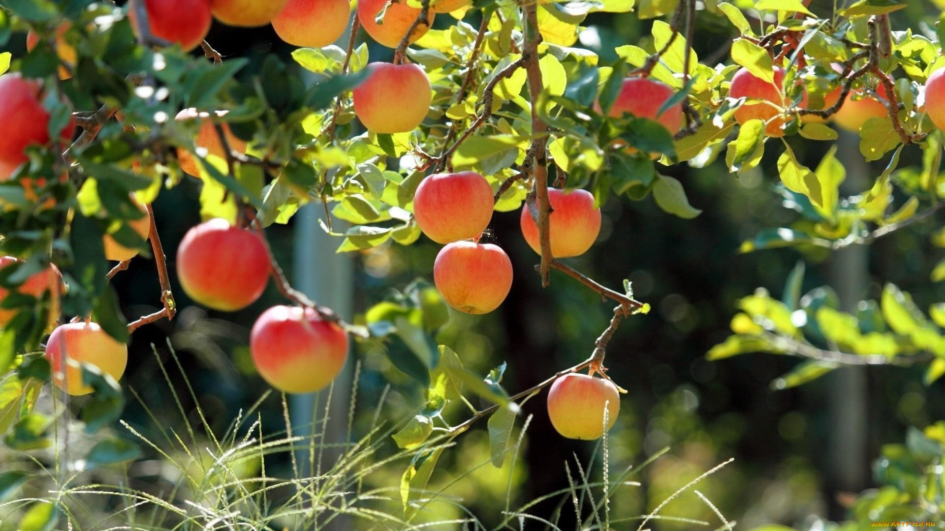 природа, плоды, ветки