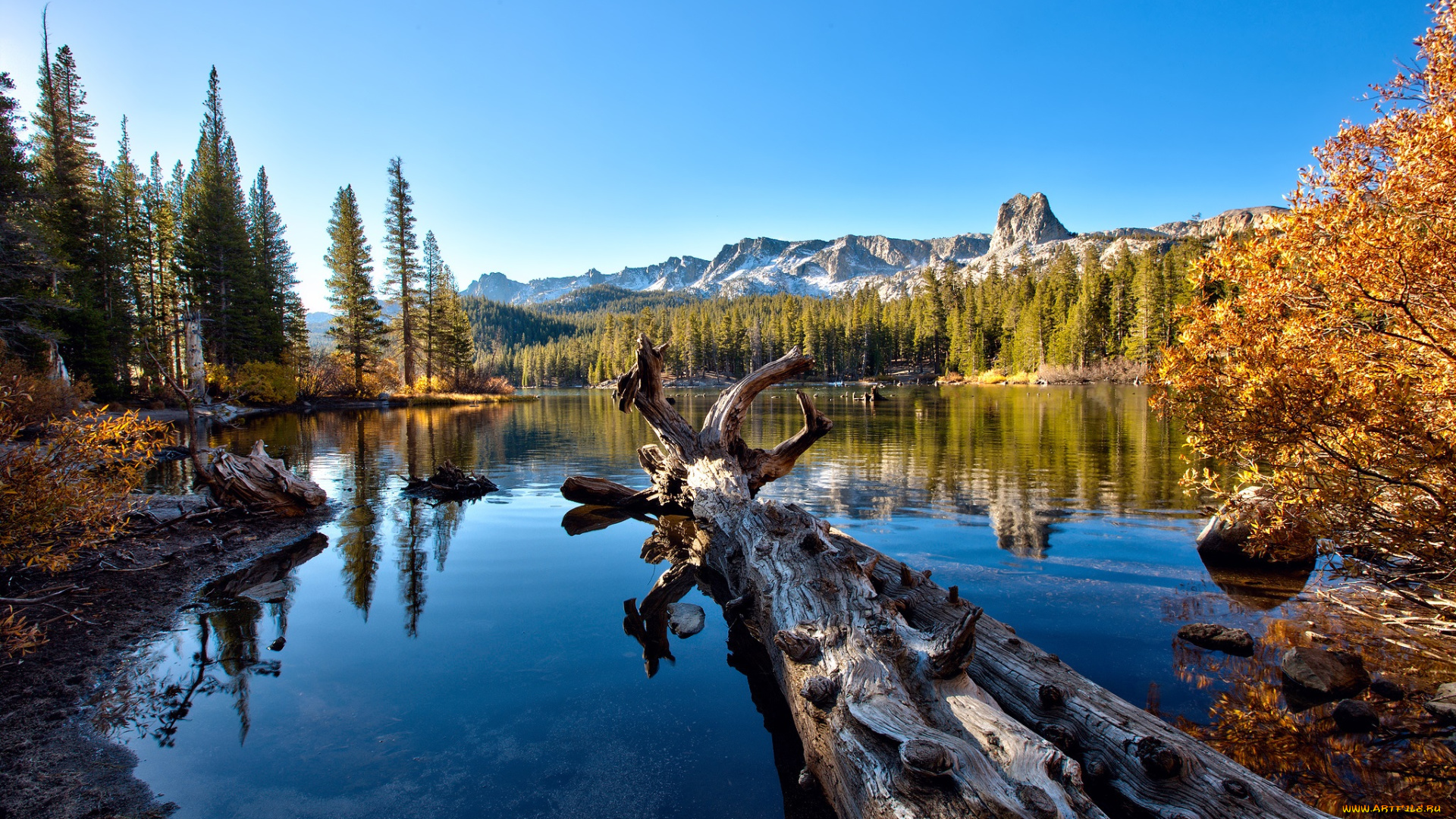 природа, реки, озера, горы, лес, октябрь, осень, небо, коряга, калифорния, сша, деревья, дерево, озеро, мери