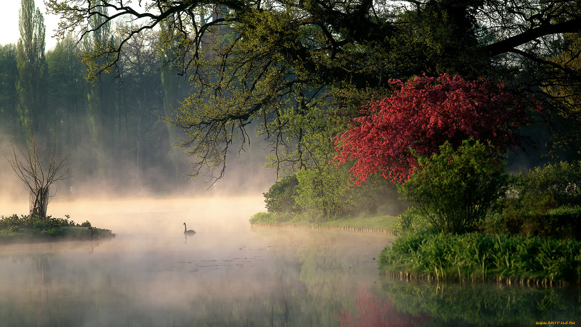 природа, реки, озера, лебеди, кусты, пар, река, утро, деревья, парк, германия