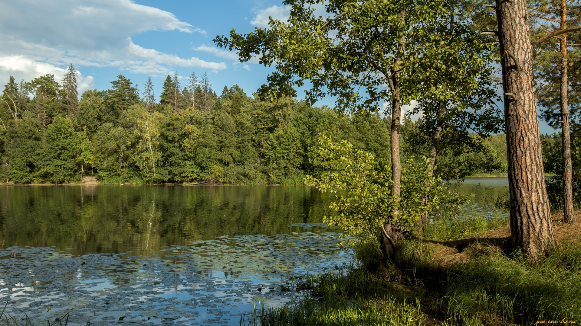 природа, реки, озера, сосны, вода