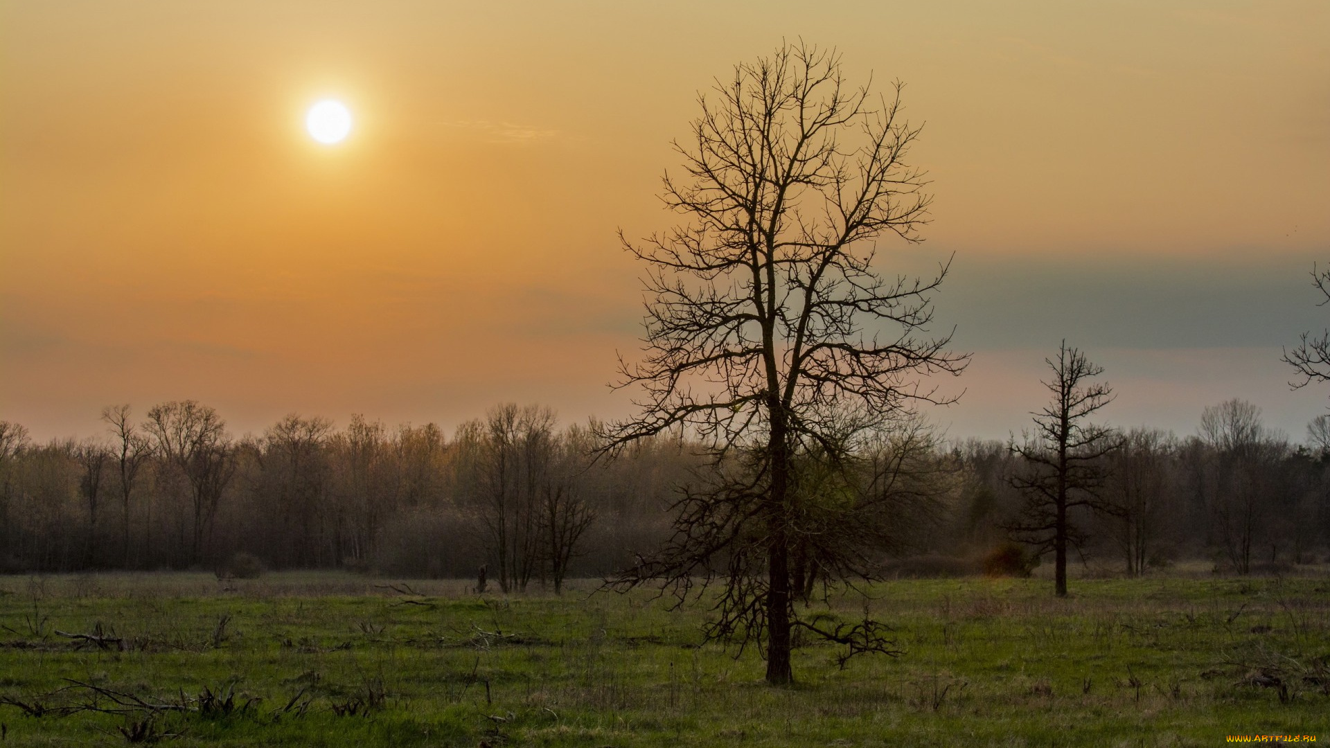 природа, восходы, закаты, деревья, лес, весна, зелень, трава, дерево, ранняя, утро