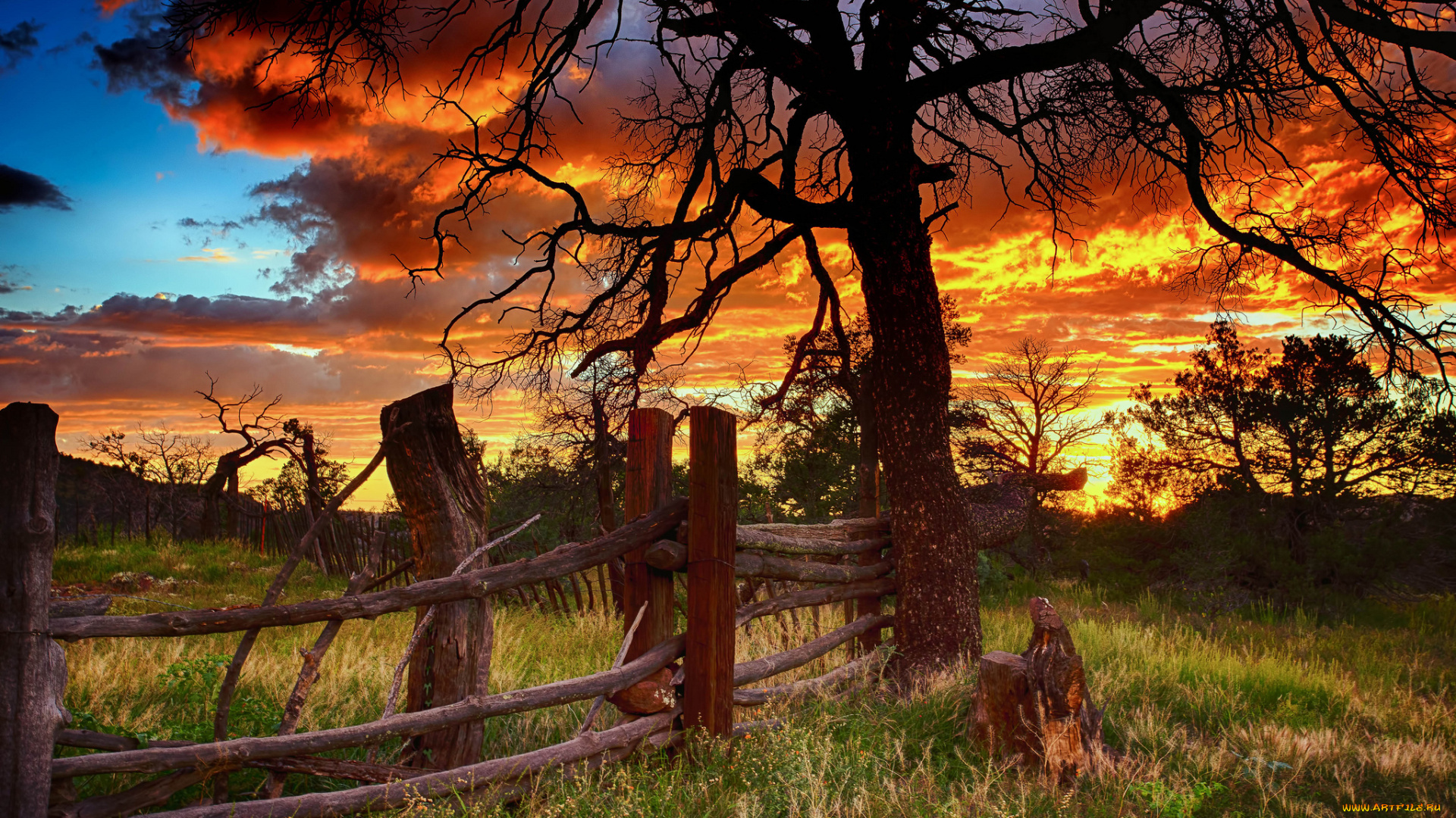 природа, восходы, закаты, силуэт, дерево, закат, облака
