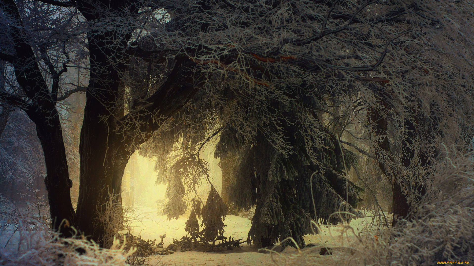 природа, зима, деревья, иней