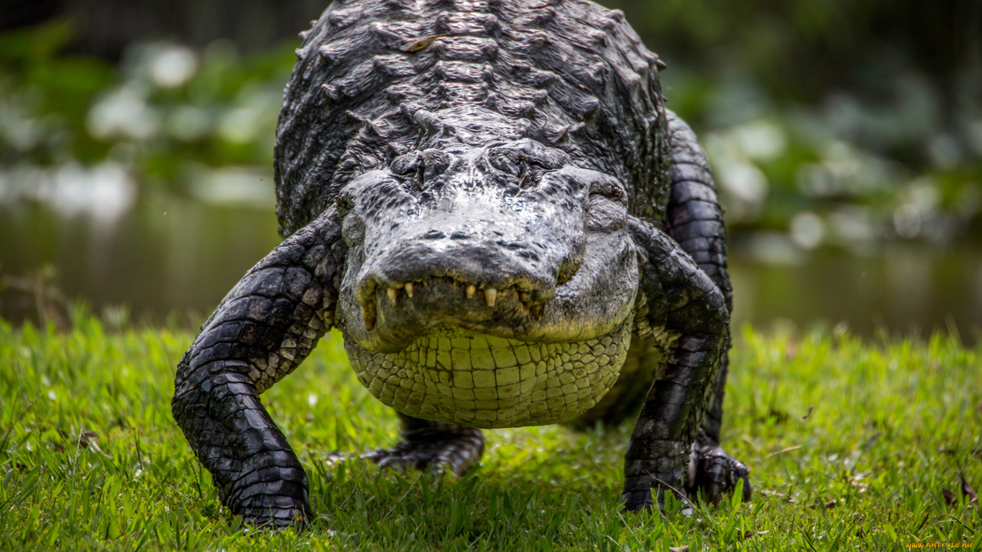 животные, крокодилы, природа, трава, рептилия, крокодил