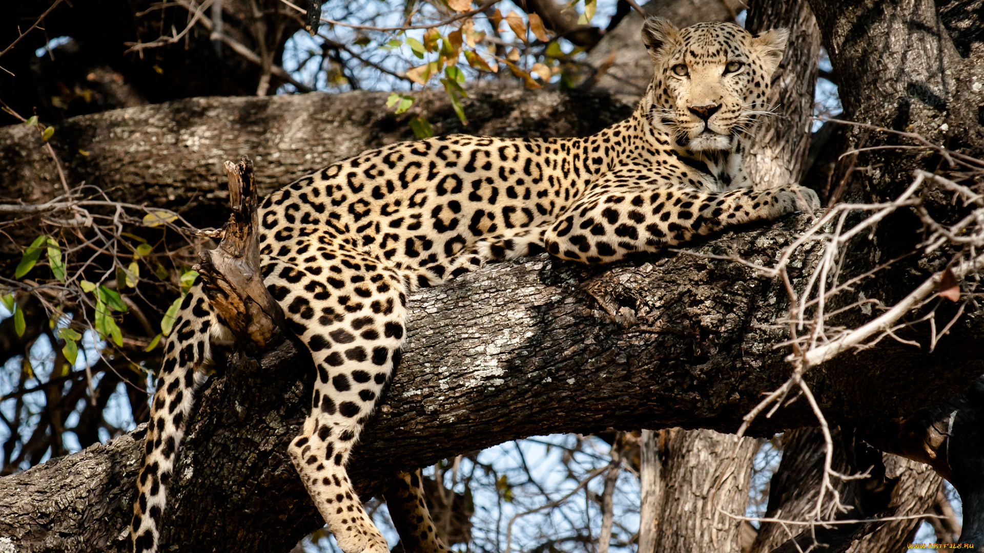 животные, леопарды, дерево, леопард