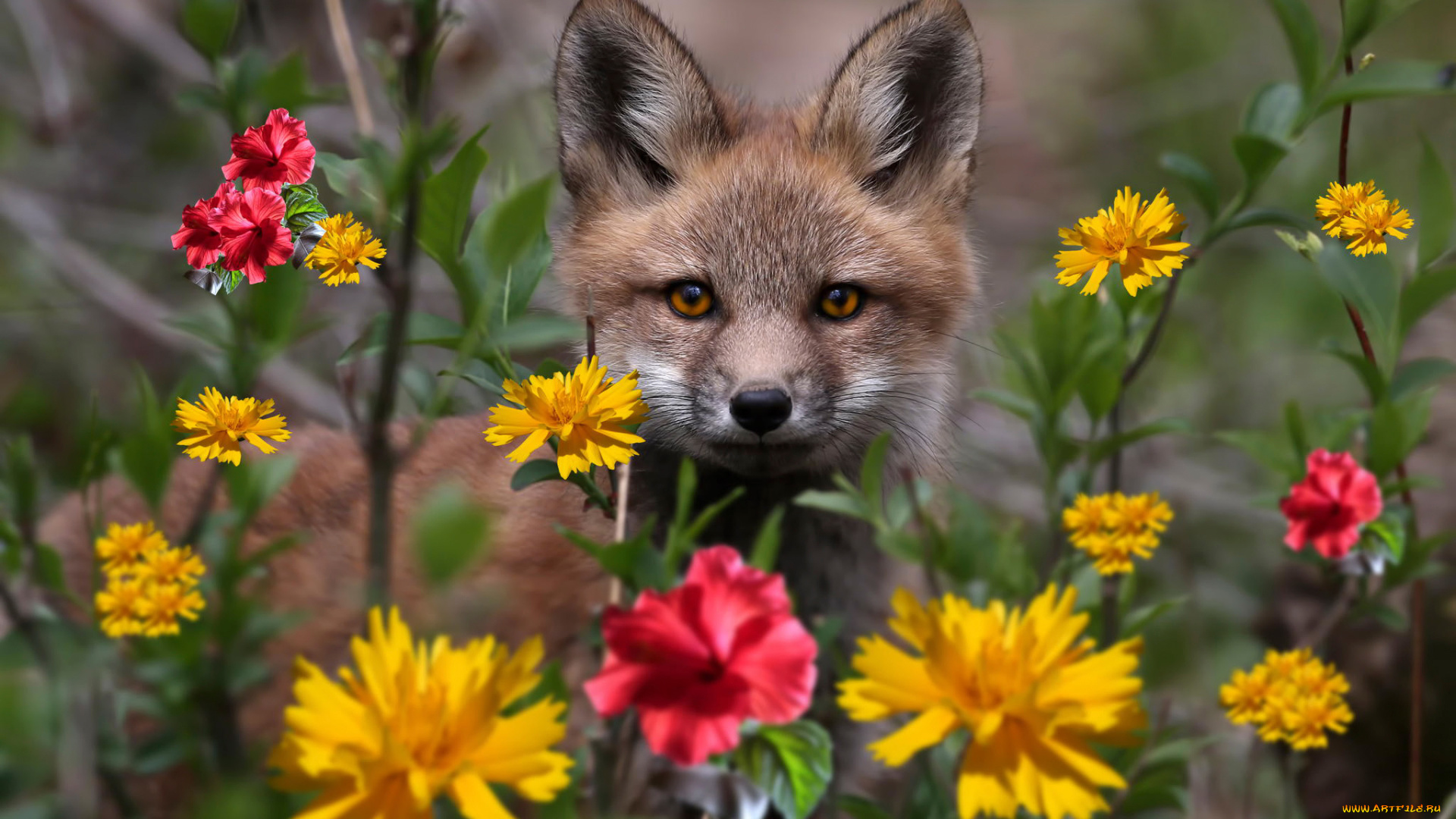 животные, лисы, лисёнок, взгляд, цветы, зверёк
