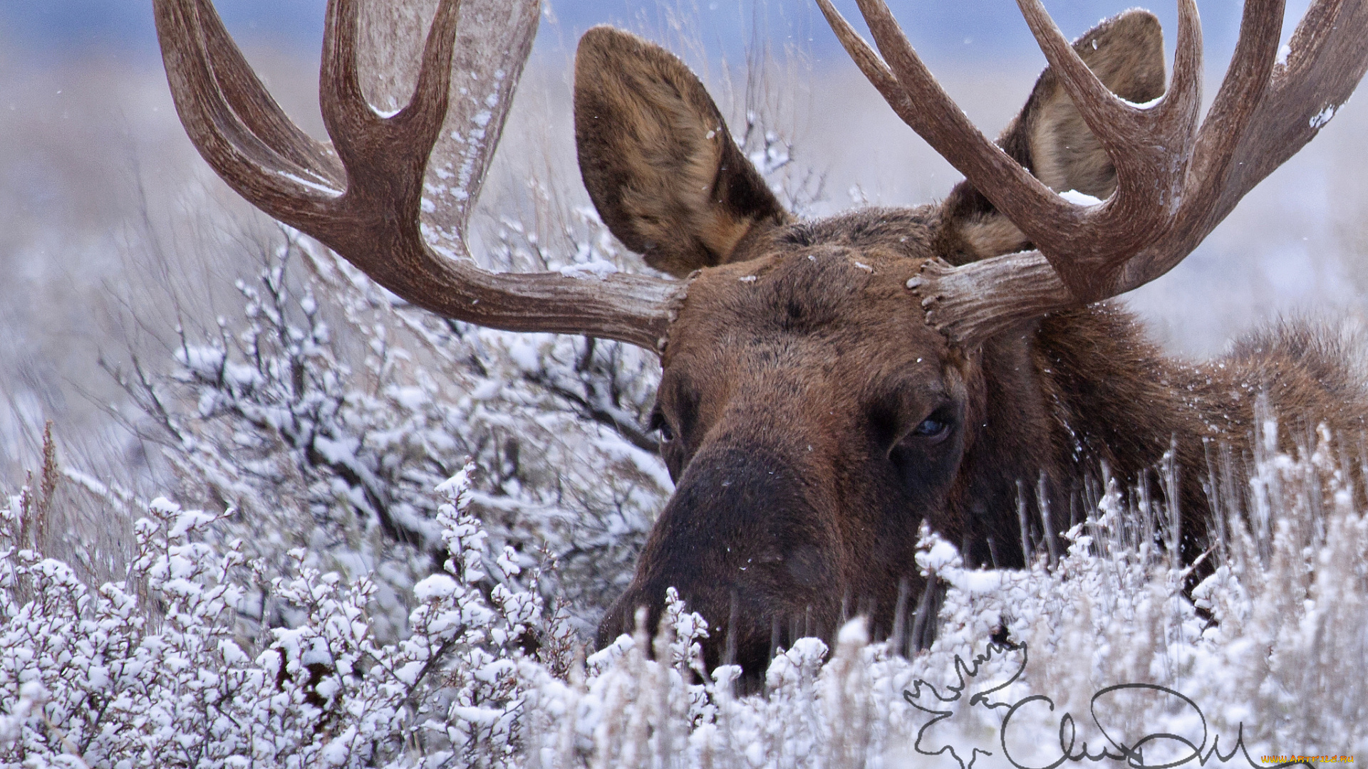 животные, лоси, кусты, лось, рога, зима, снег