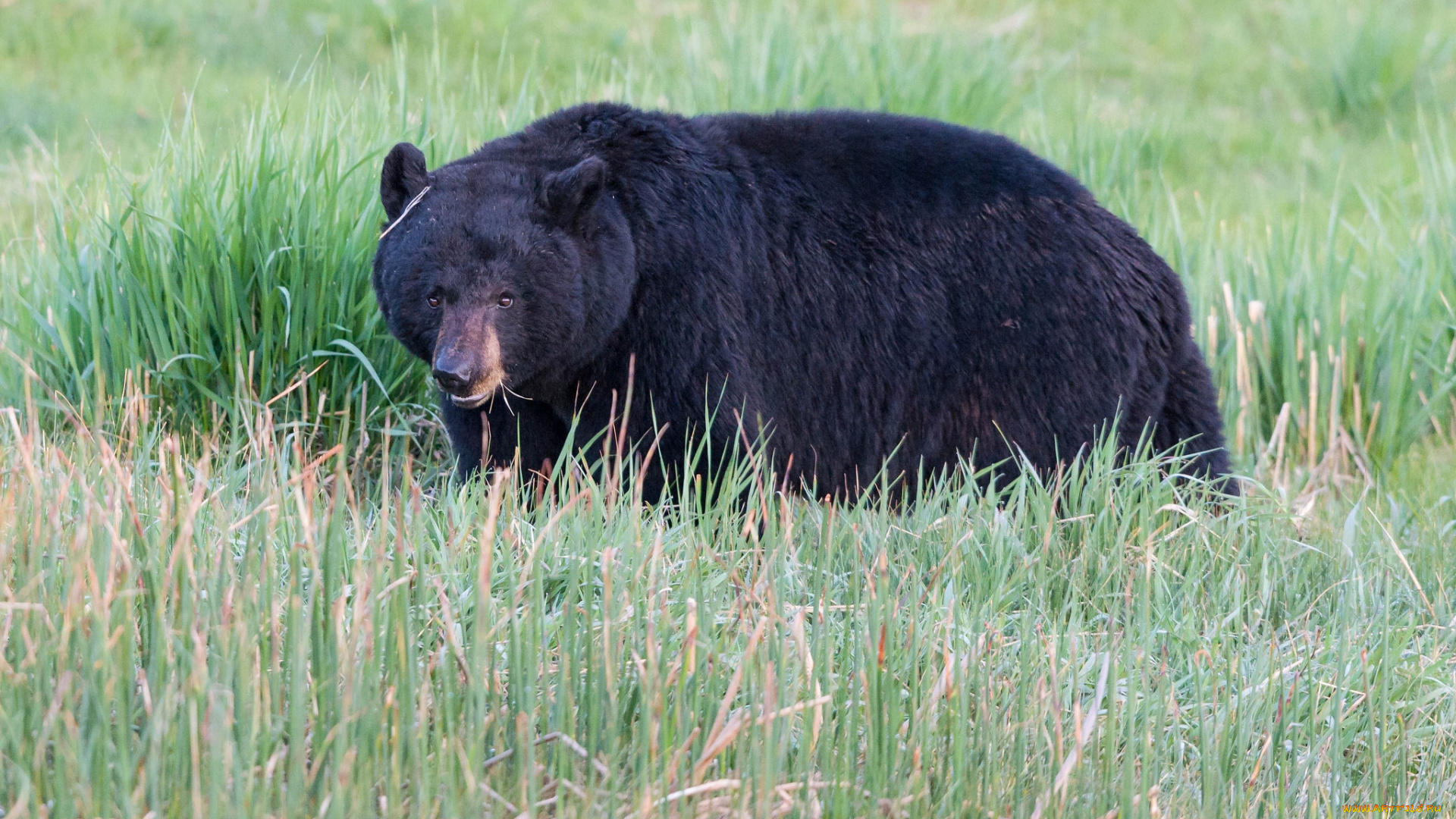 животные, медведи, черный